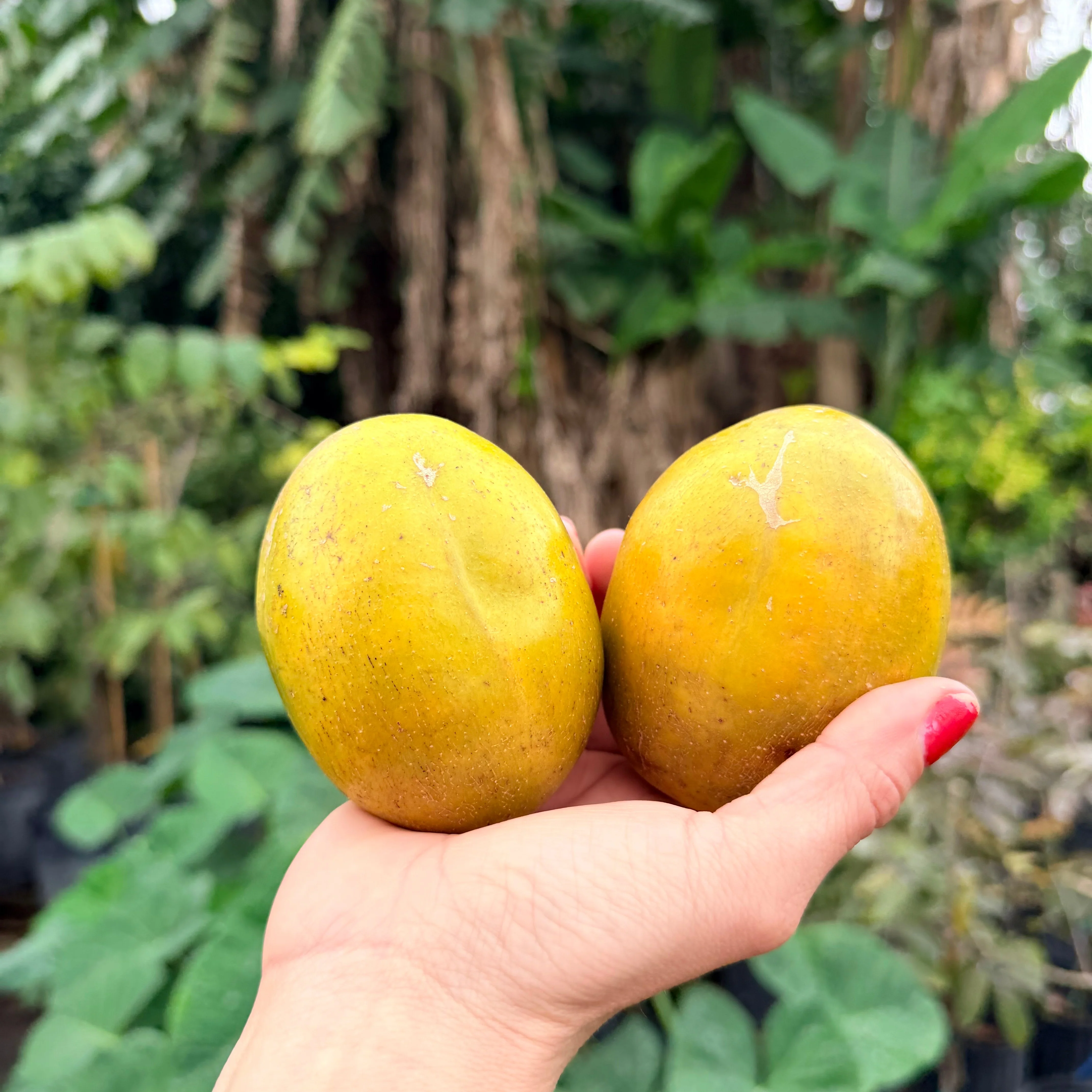 JUMBO June Plum *Pre-Order* - Image 7