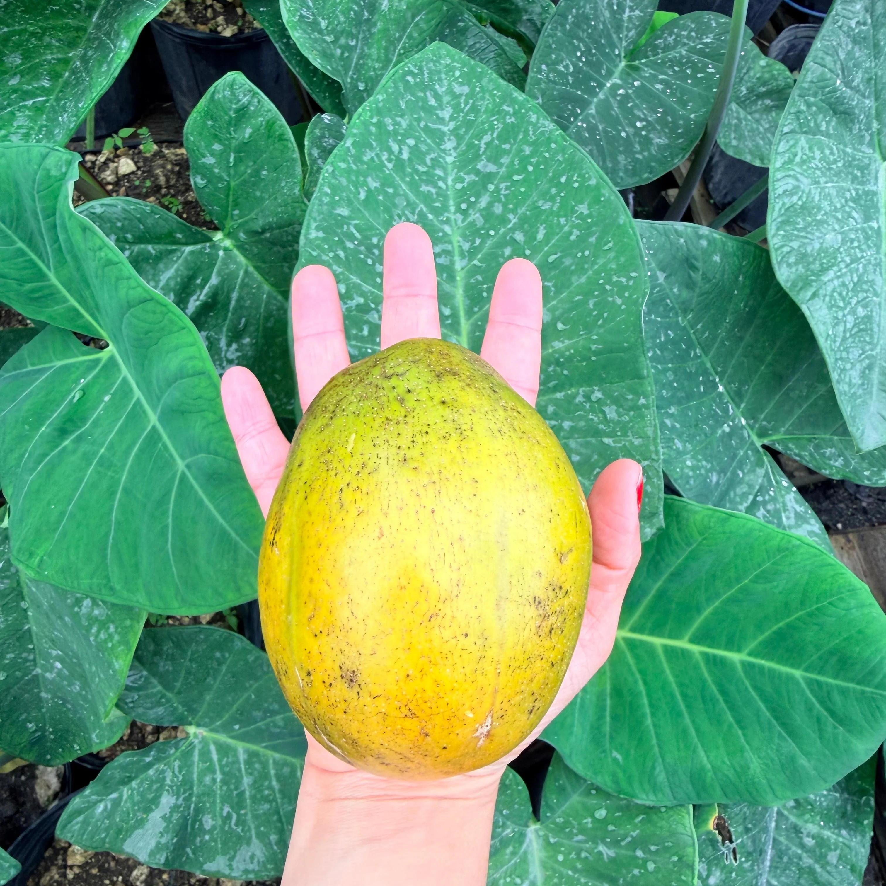 JUMBO June Plum *Pre-Order* - Image 8