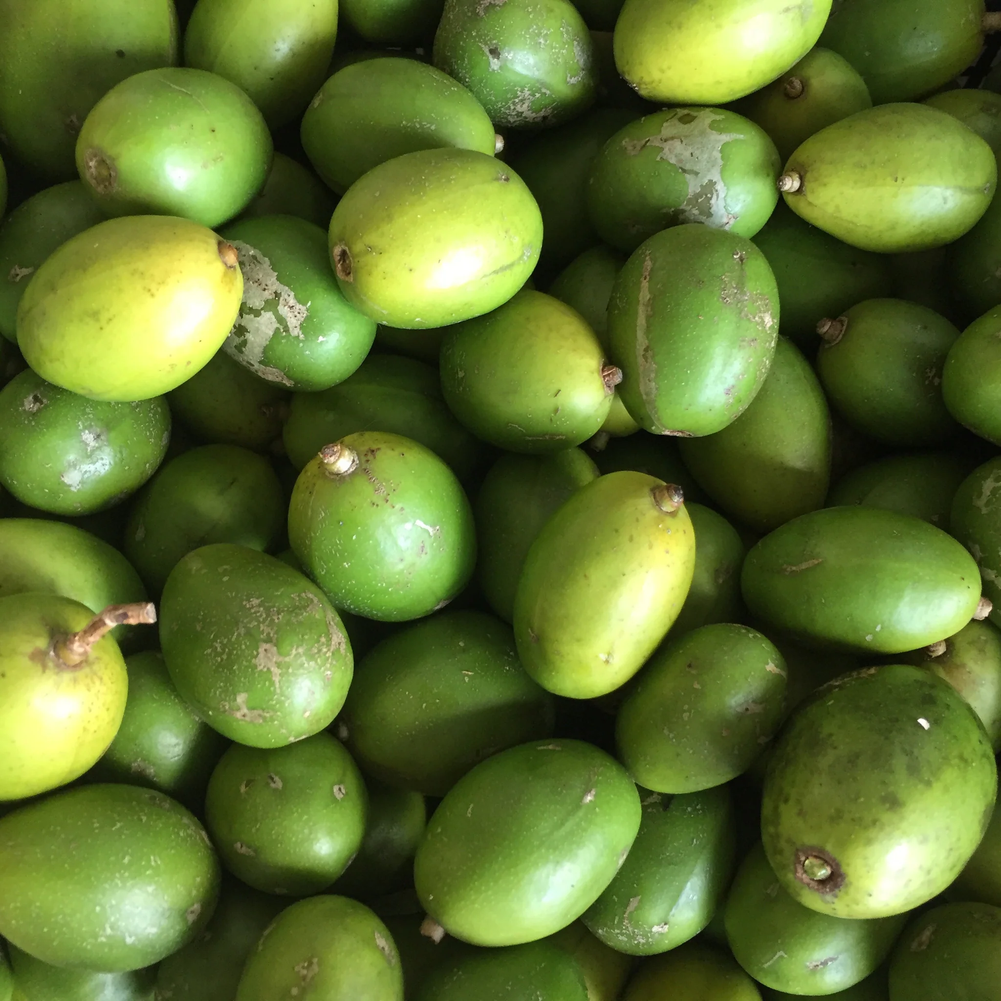 June Plum - Image 3