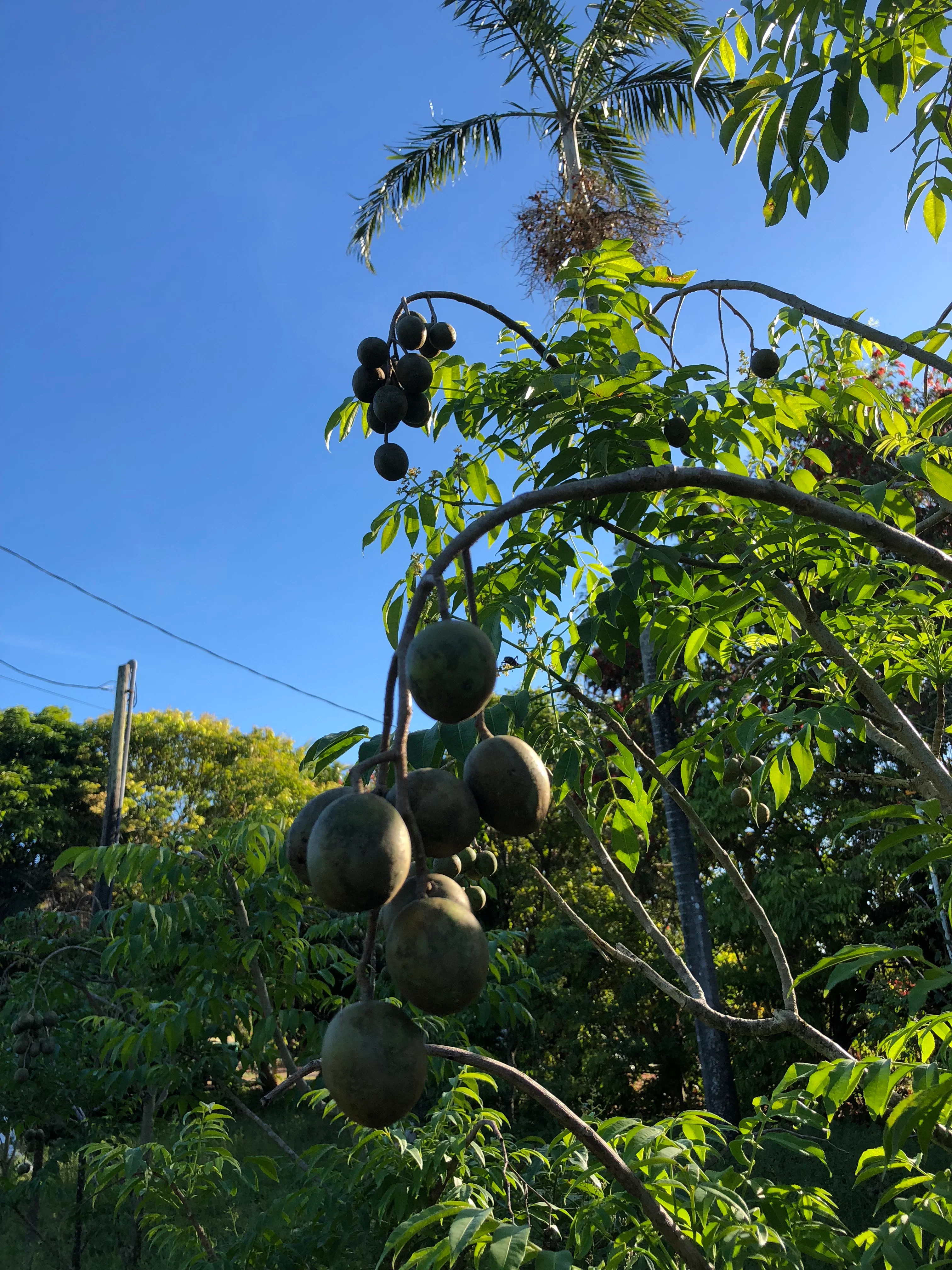 June Plum - Image 5