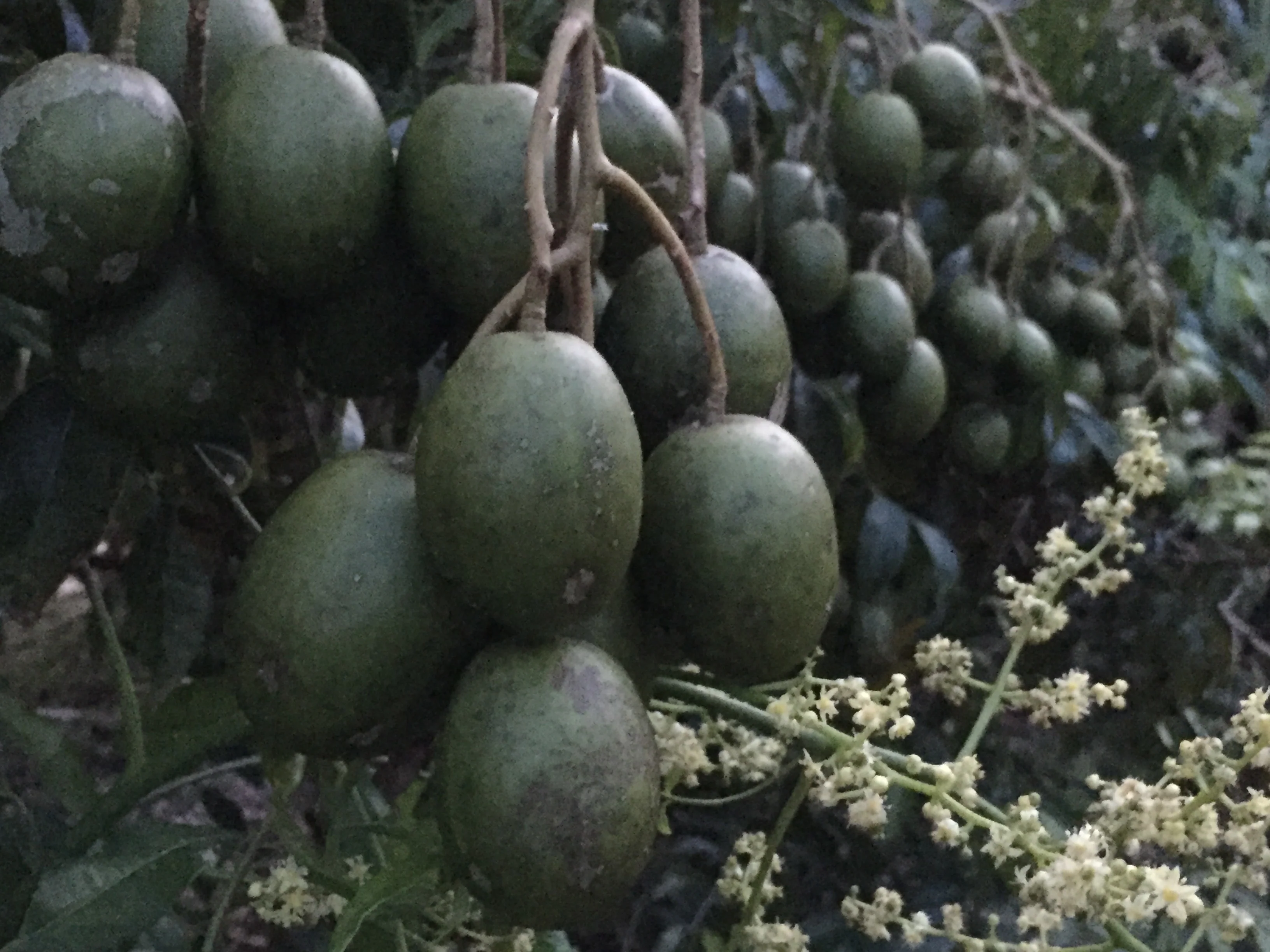 June Plum - Image 6