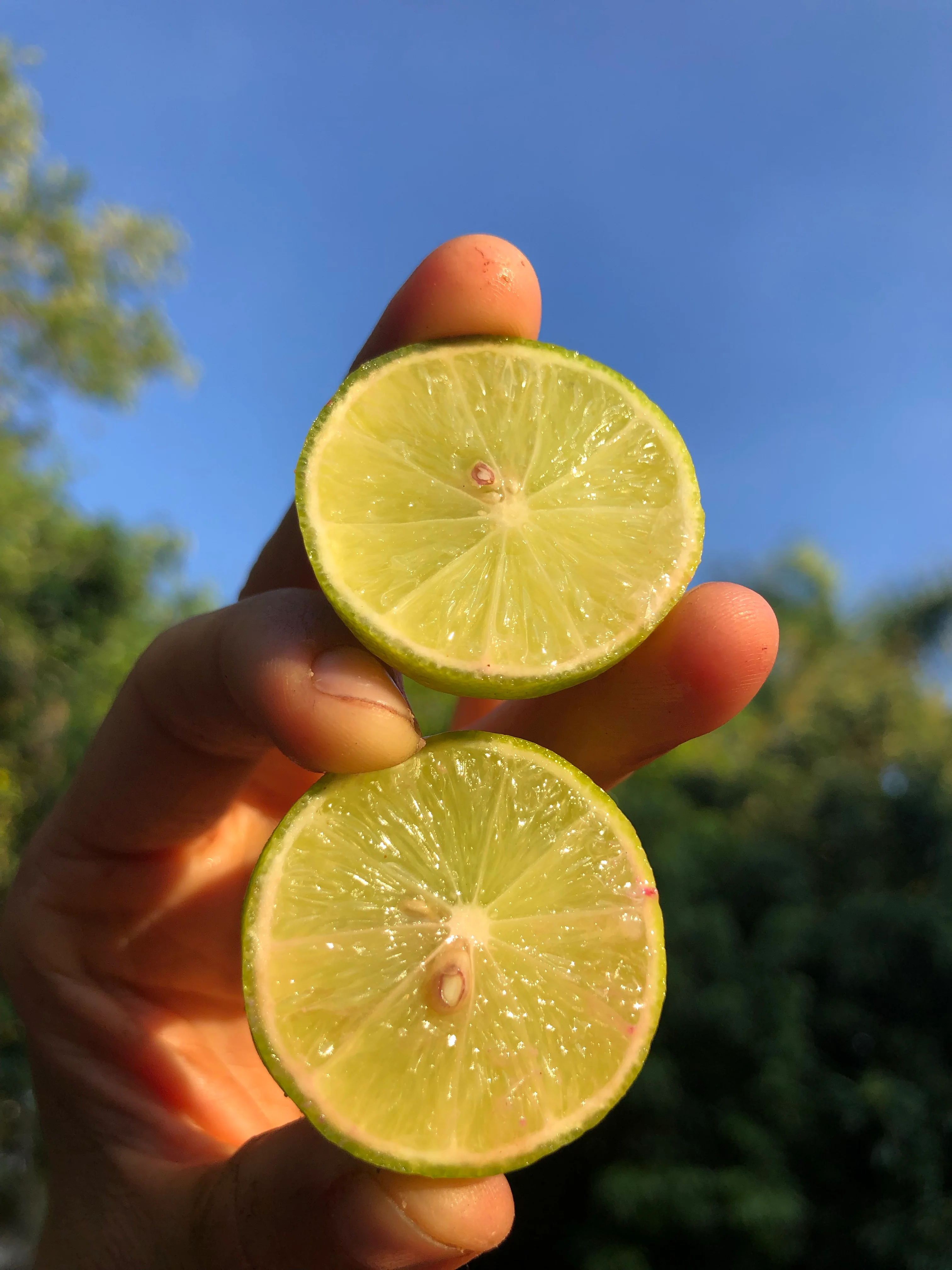 Key Lime - Image 3