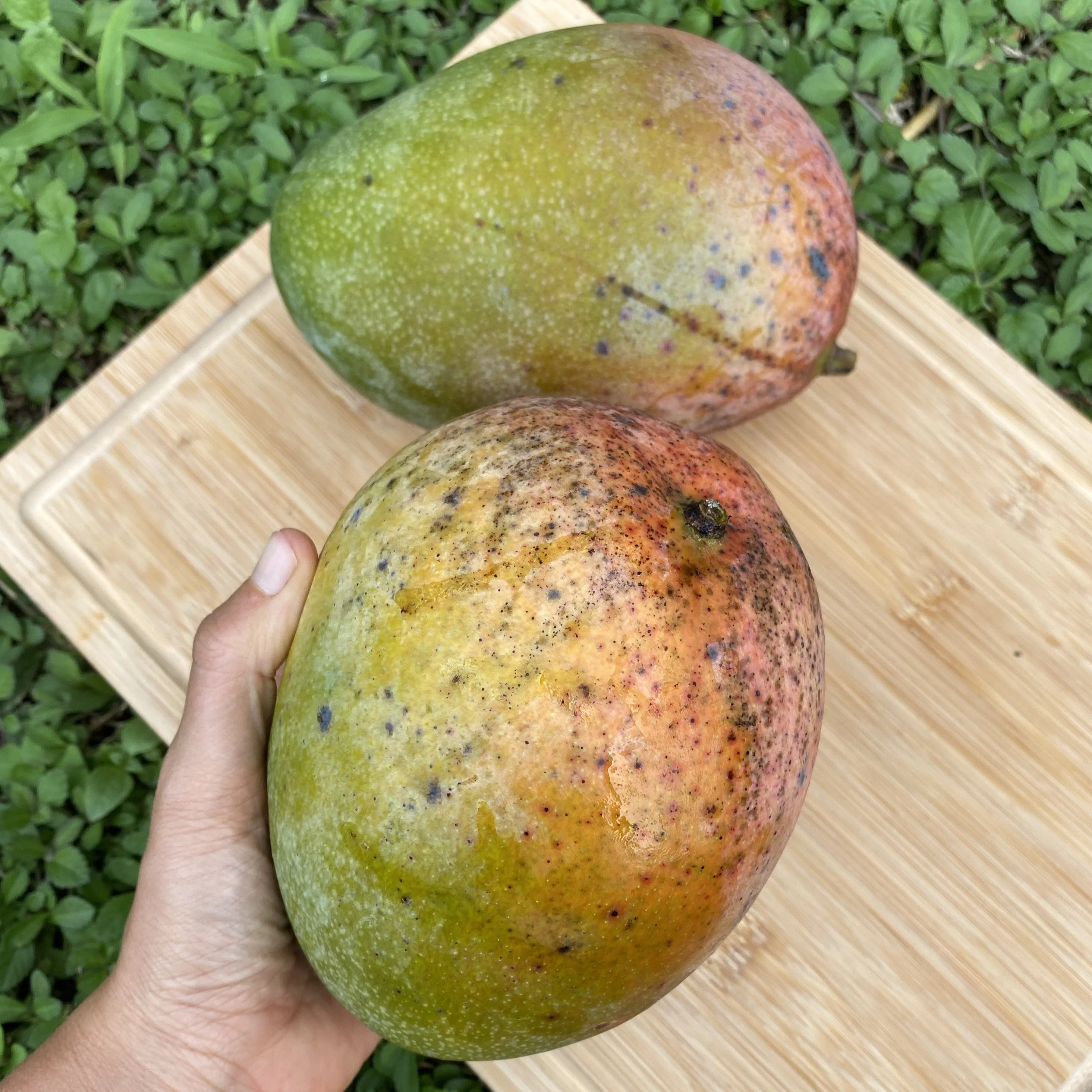 Keitt Mango *Pre-Order*