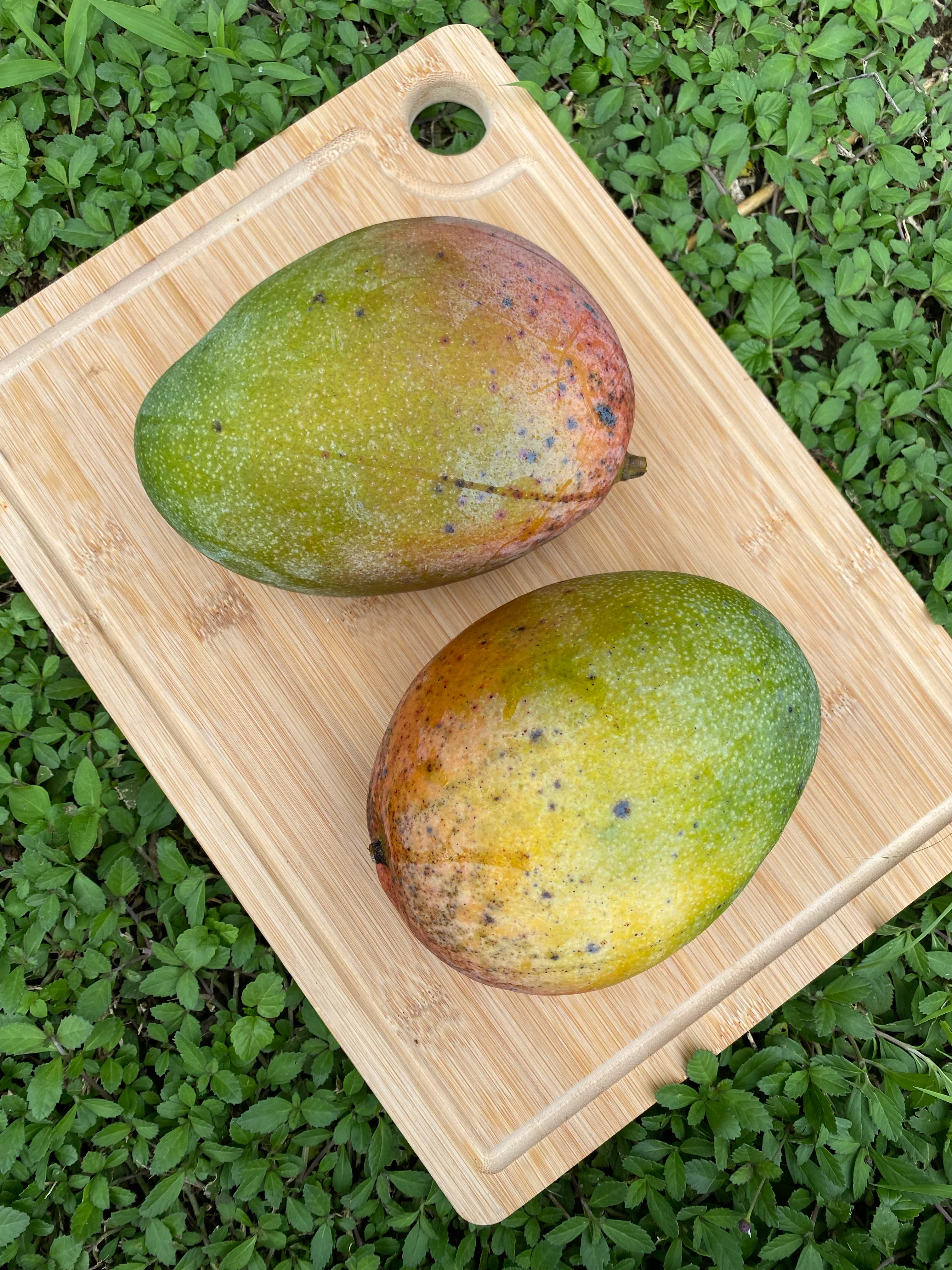Keitt Mango *Pre-Order* - Image 10