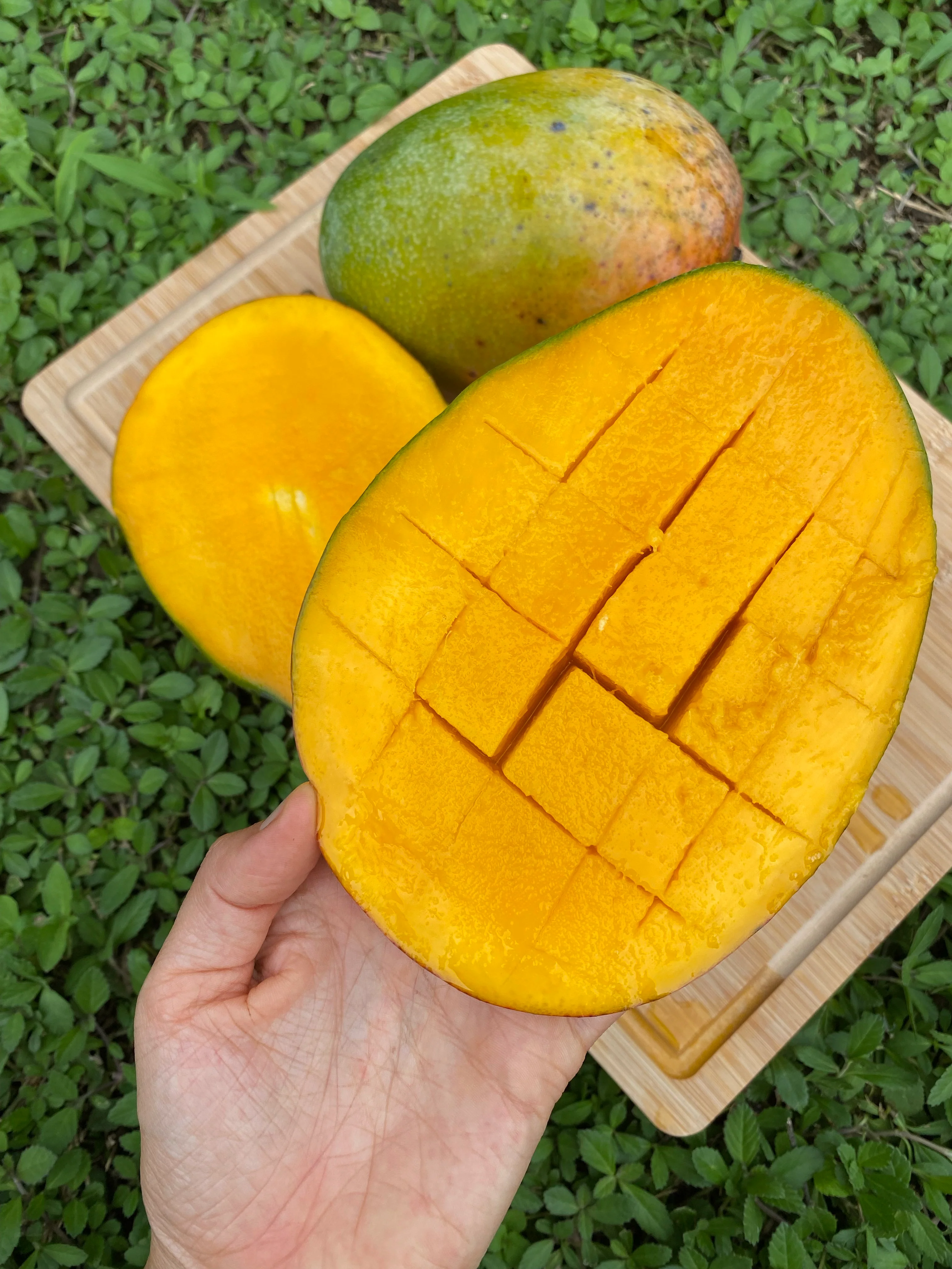 Keitt Mango *Pre-Order* - Image 4