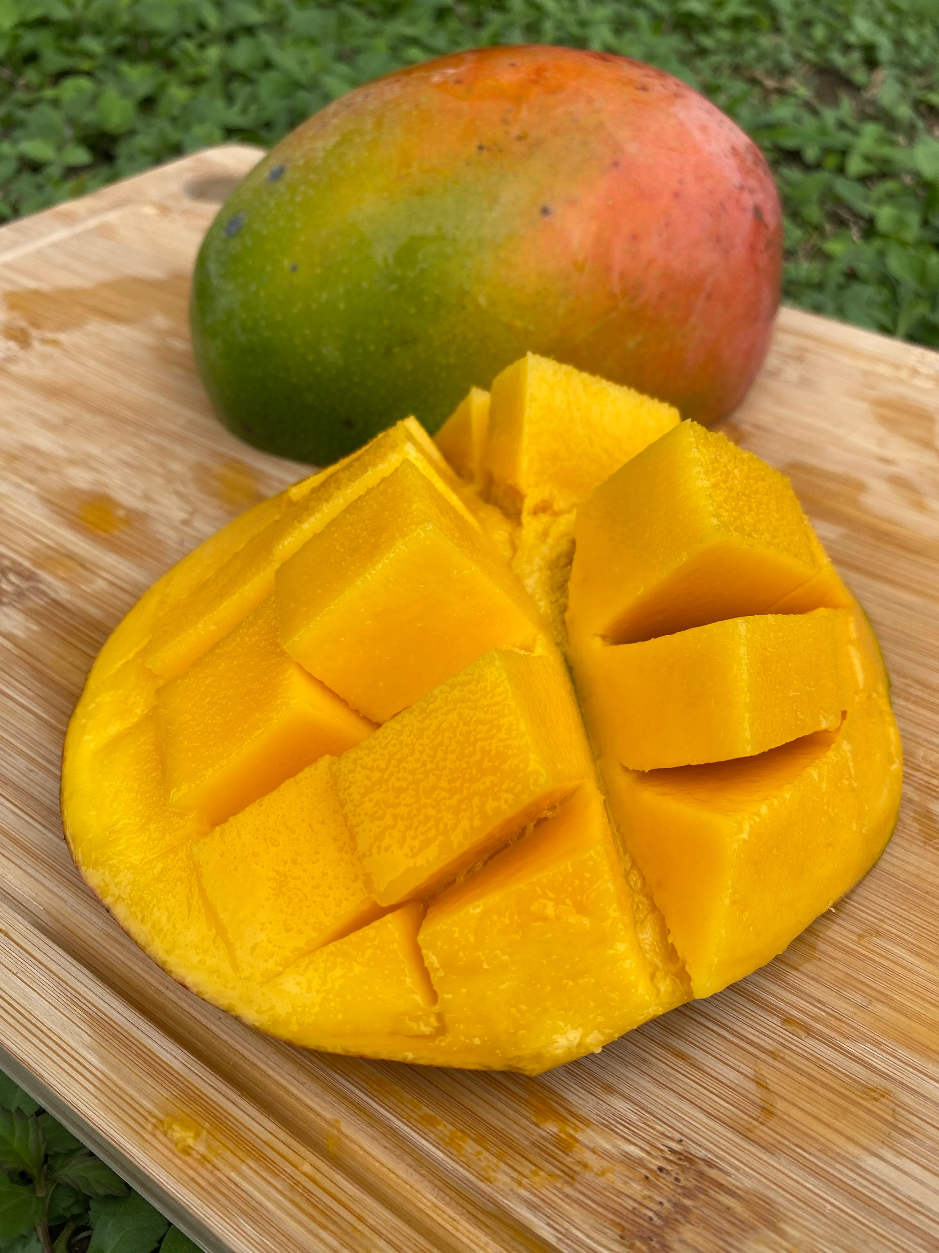 Keitt Mango *Pre-Order* - Image 6