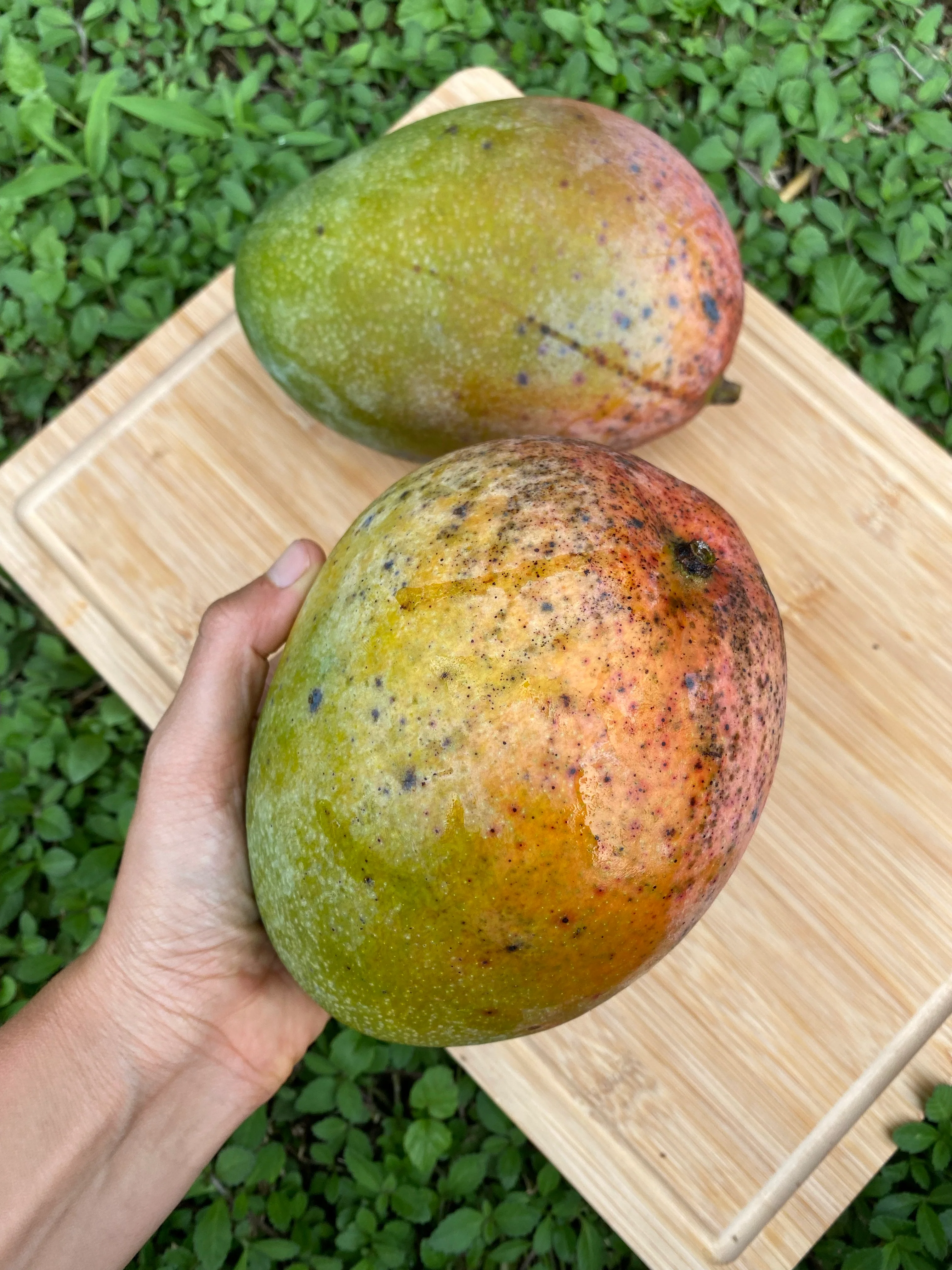 Keitt Mango *Pre-Order* - Image 8