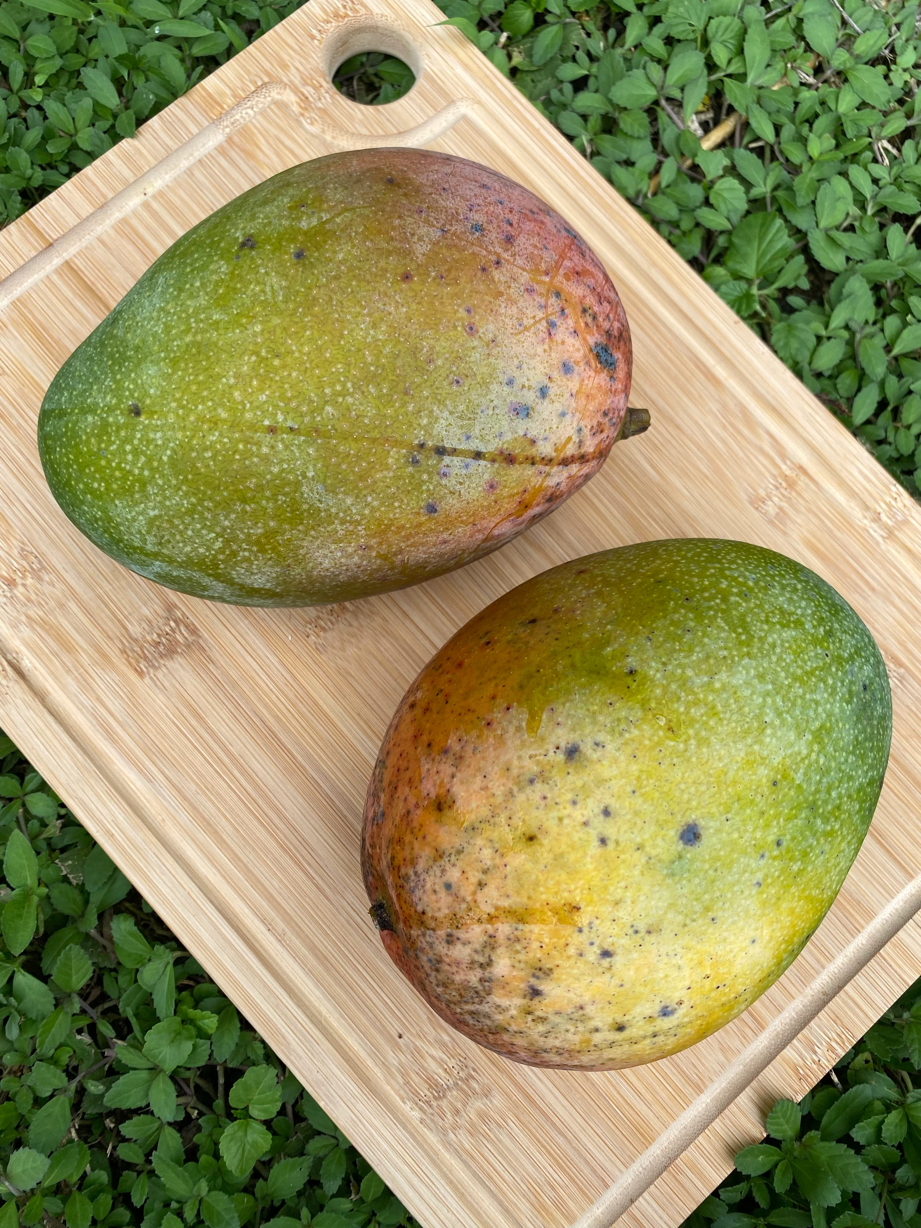 Keitt Mango *Pre-Order* - Image 9