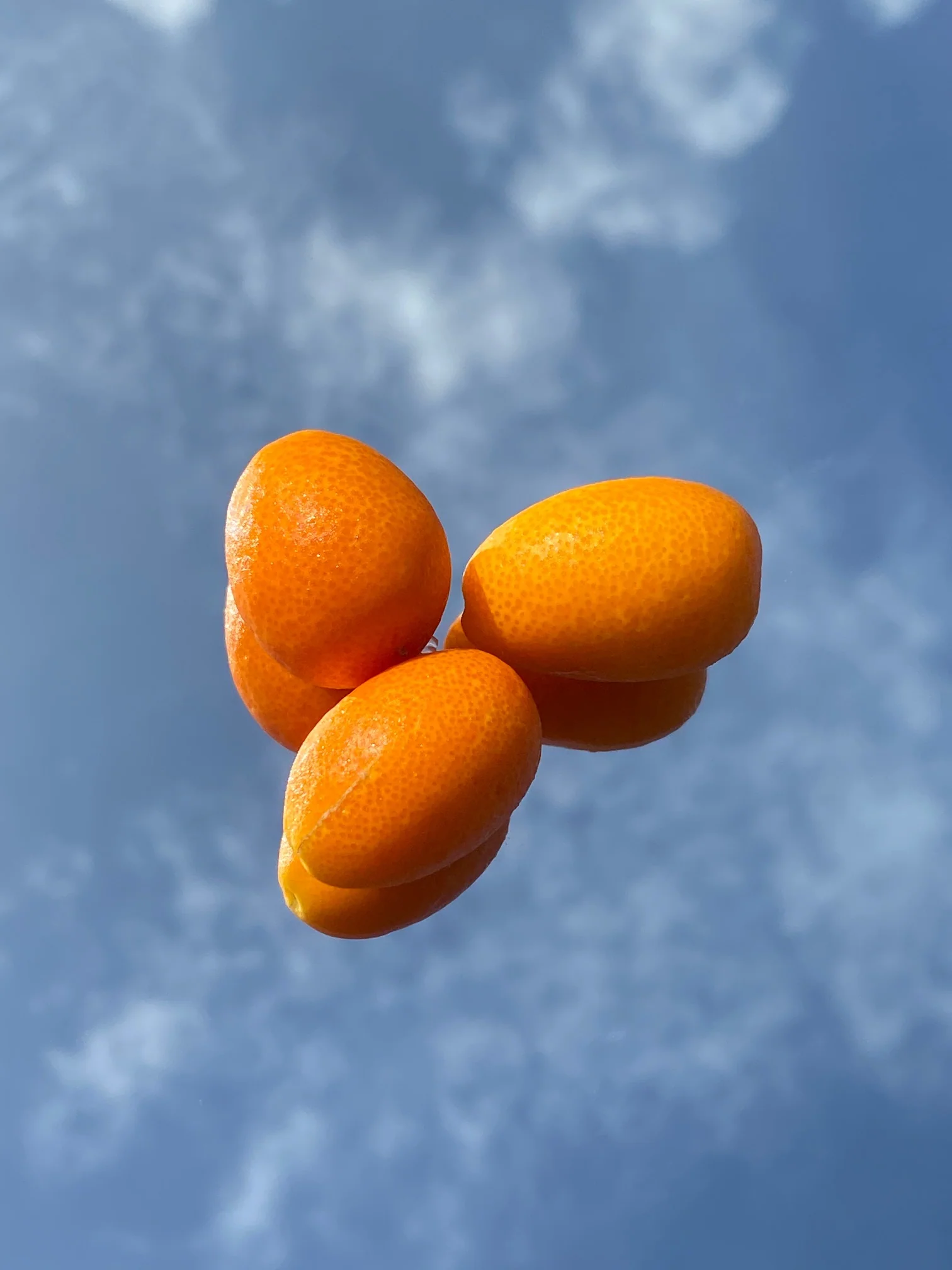 Kumquat - Image 10