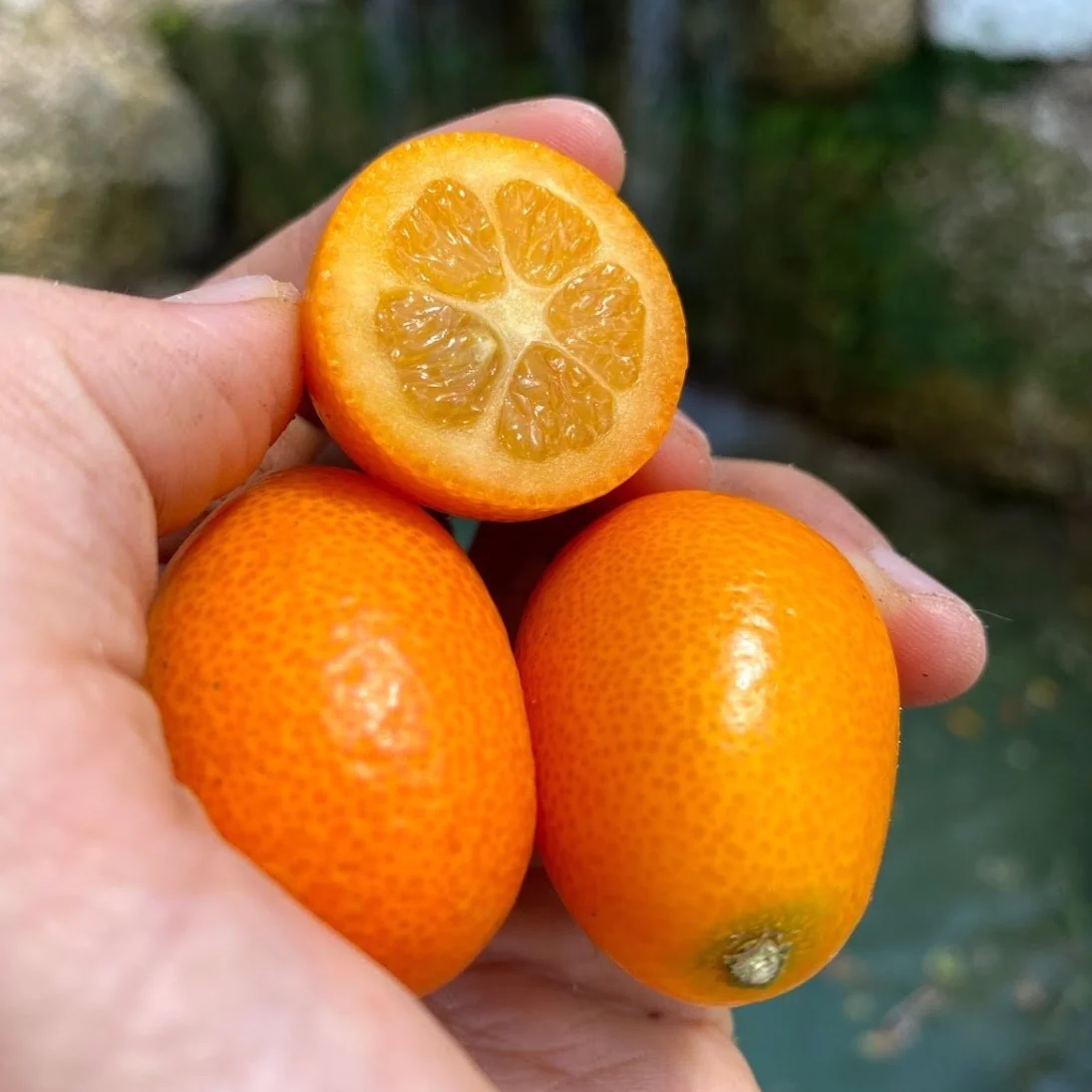 Kumquat - Image 6