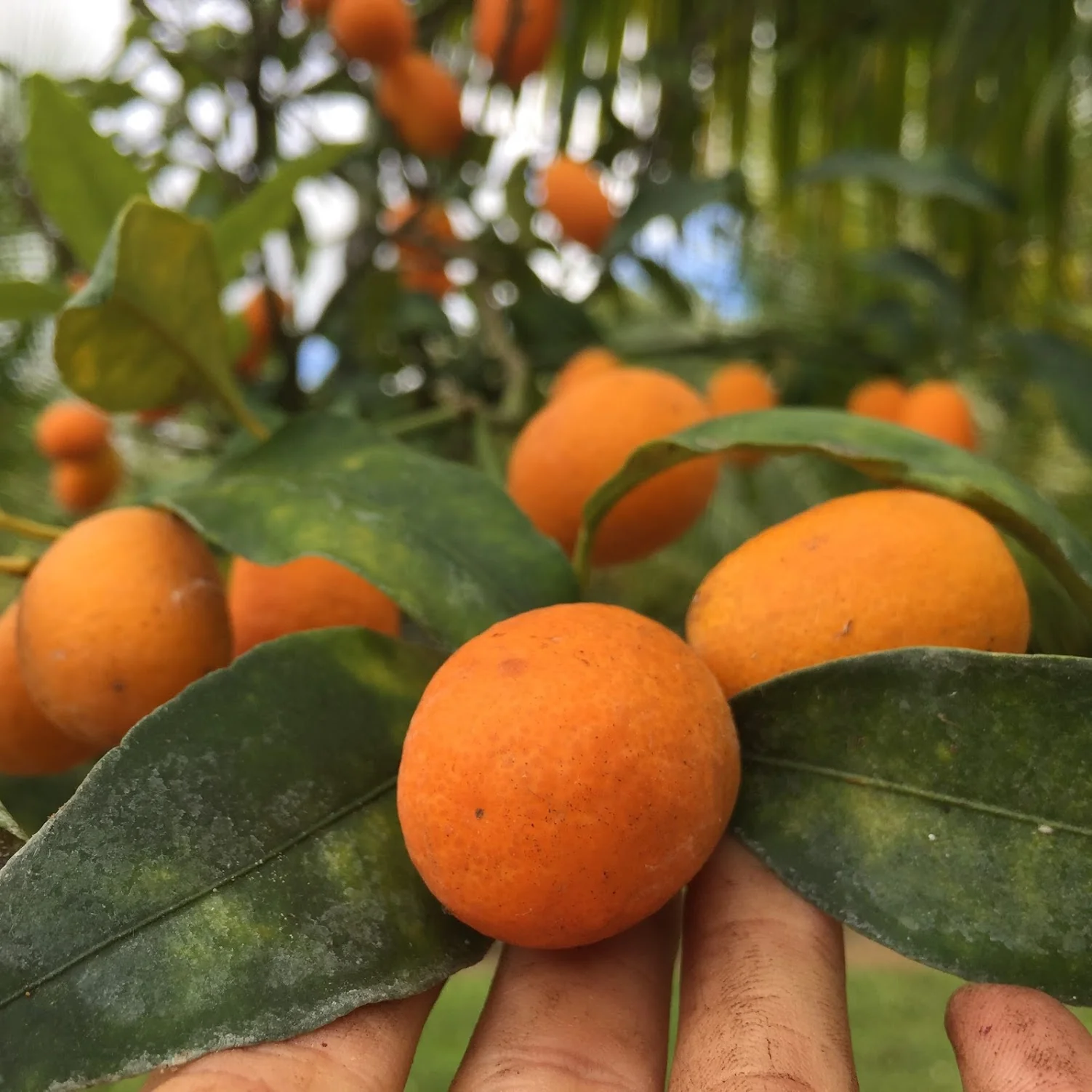 Kumquat - Image 7