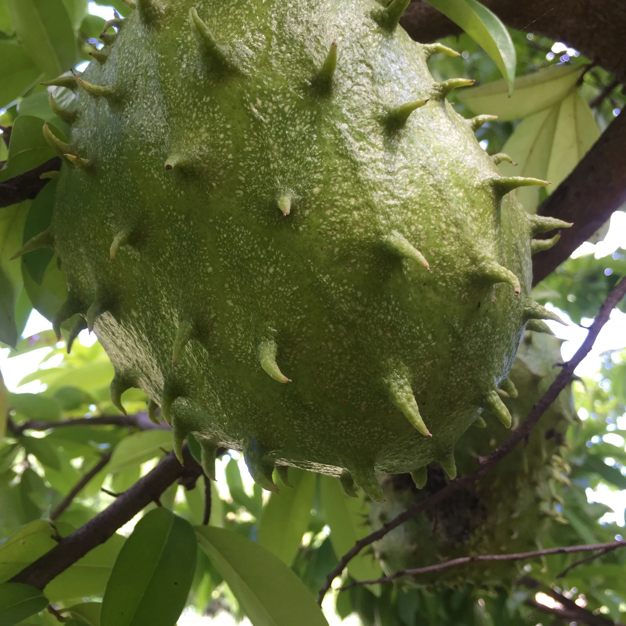 Locally Grown Miami Soursop (Guanabana) *Pre-Order* - Image 10