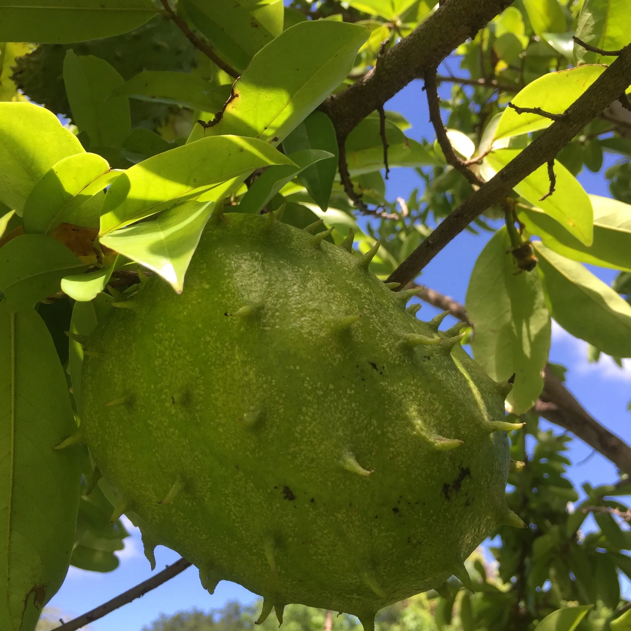 Locally Grown Miami Soursop (Guanabana) *Pre-Order* - Image 11