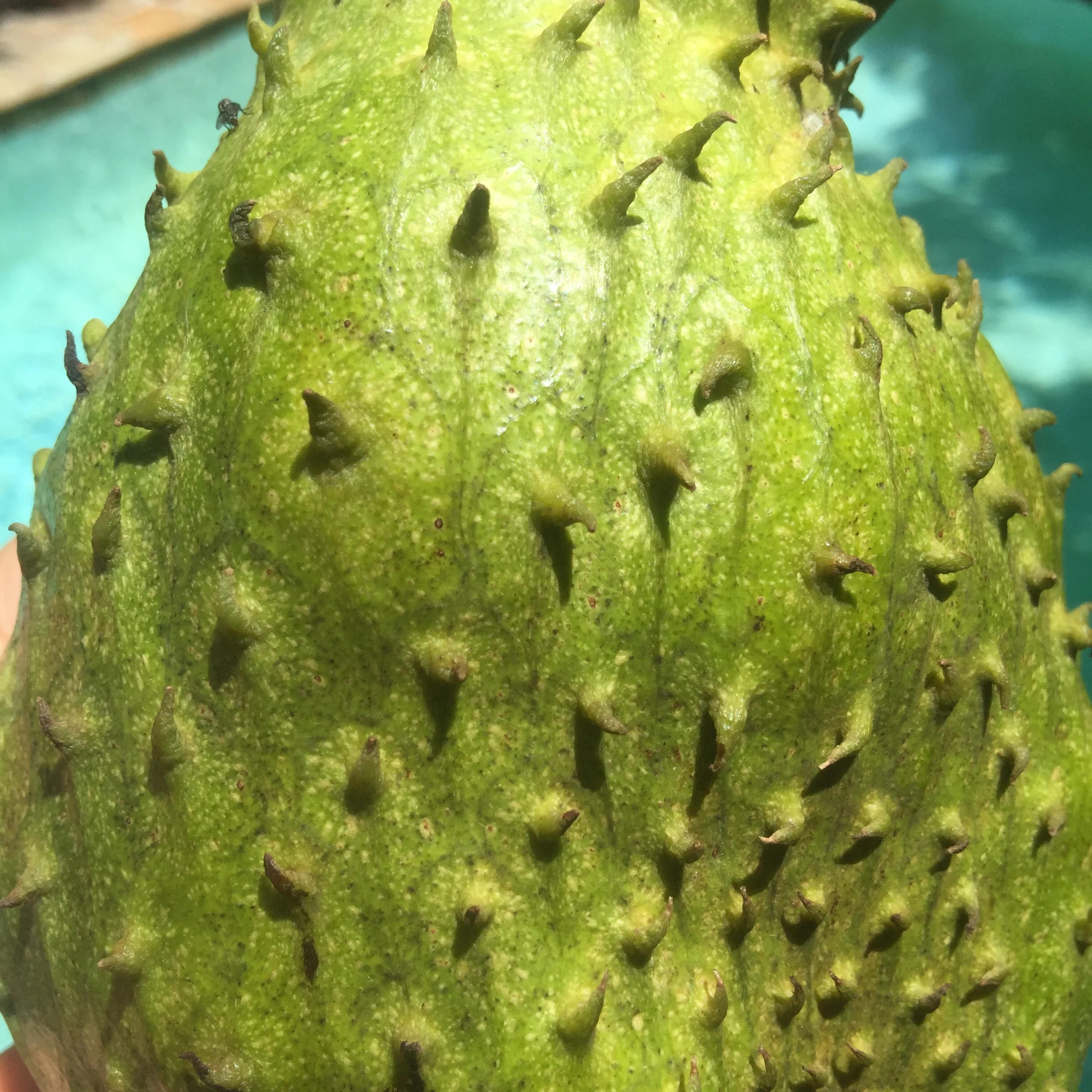 Locally Grown Miami Soursop (Guanabana) *Pre-Order* - Image 12