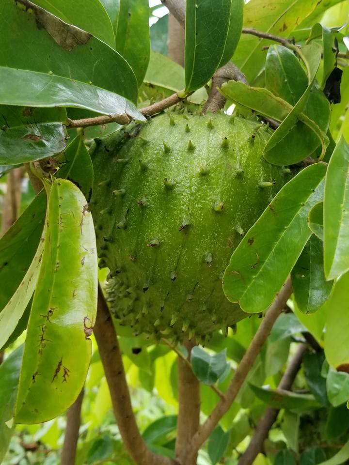 Locally Grown Miami Soursop (Guanabana) *Pre-Order* - Image 13