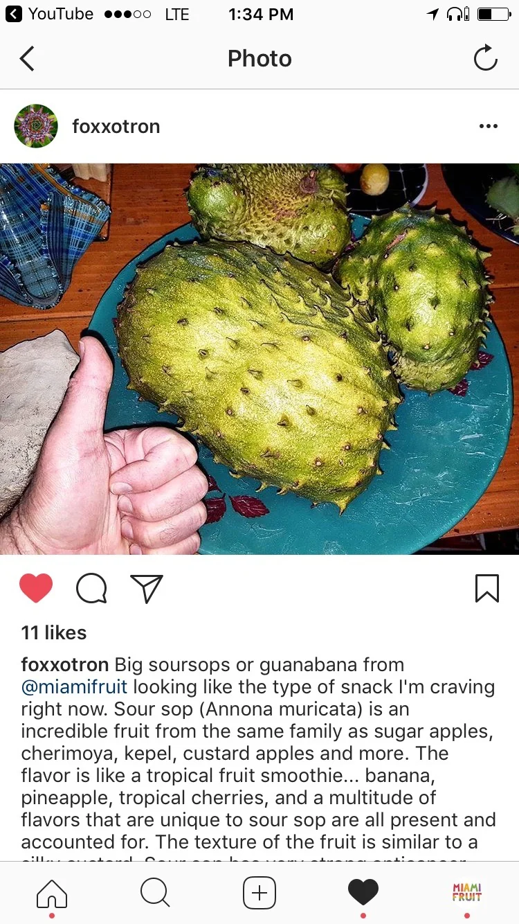 Locally Grown Miami Soursop (Guanabana) *Pre-Order* - Image 14
