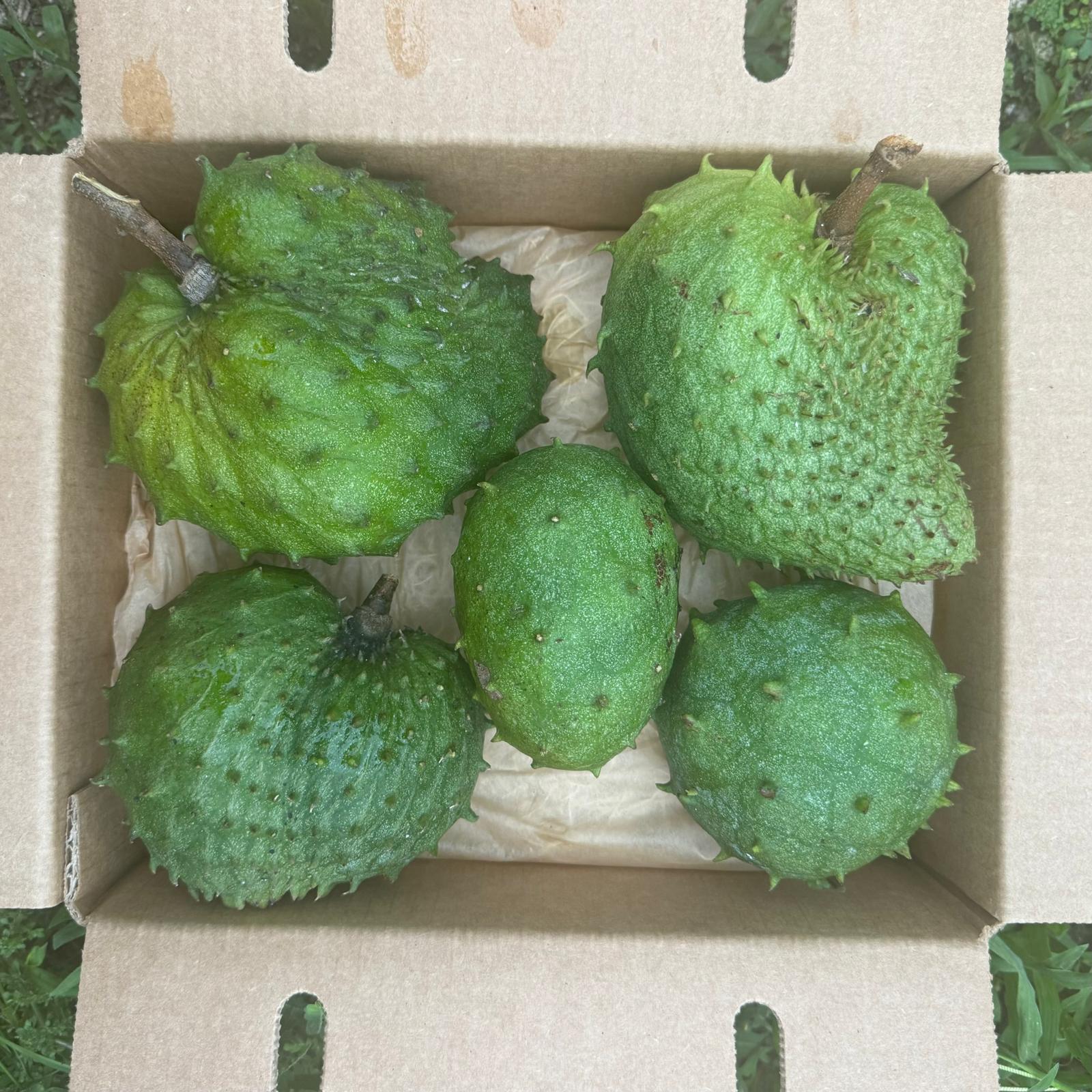 Locally Grown Miami Soursop (Guanabana) *Pre-Order* - Image 3