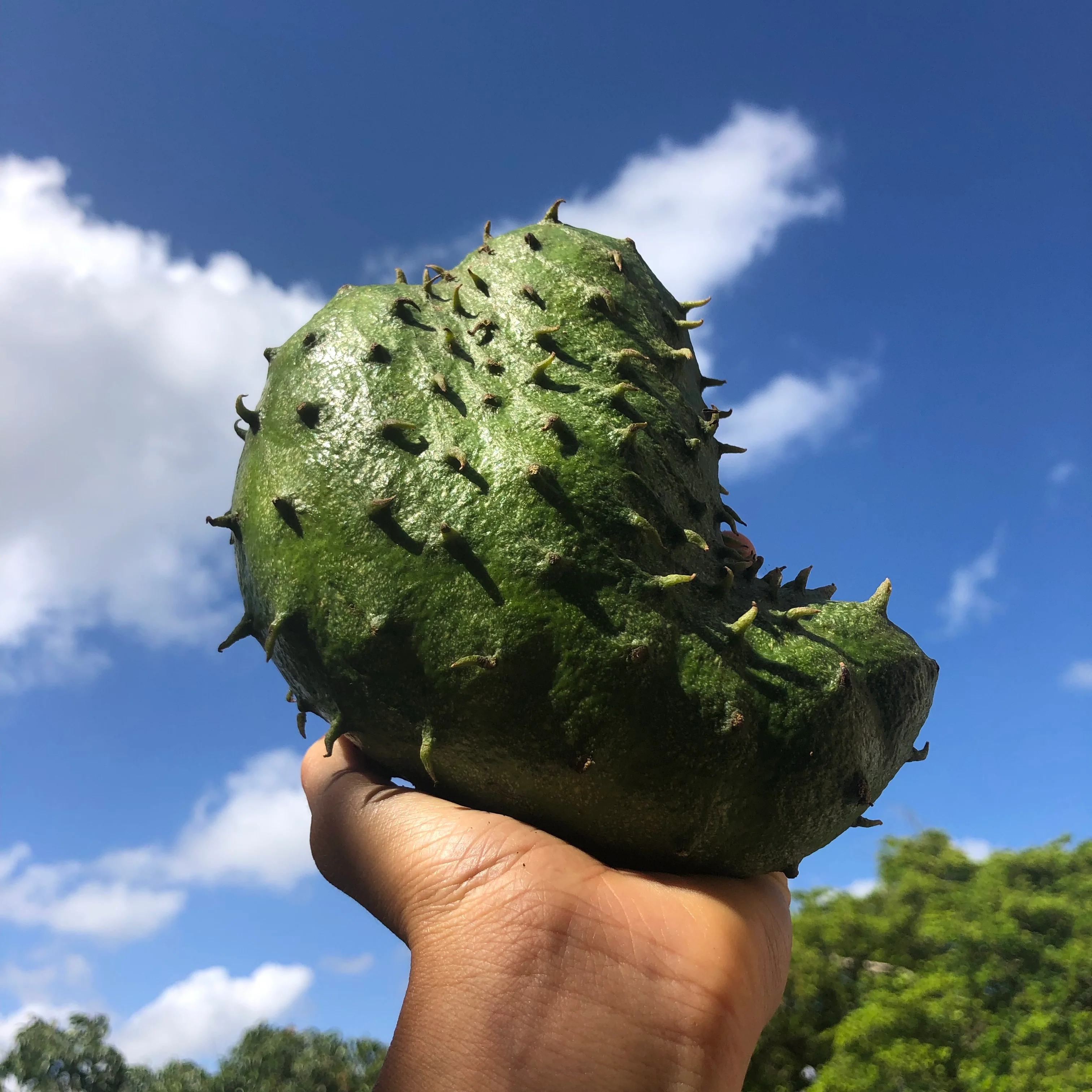 Locally Grown Miami Soursop (Guanabana) *Pre-Order* - Image 6