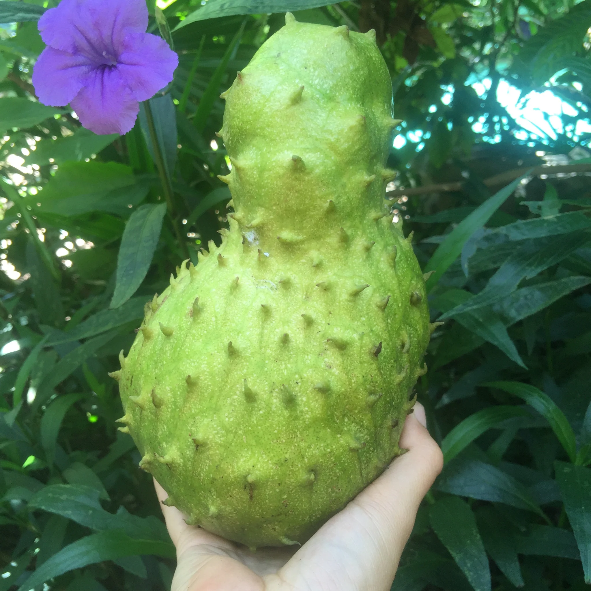 Locally Grown Miami Soursop (Guanabana) *Pre-Order* - Image 7