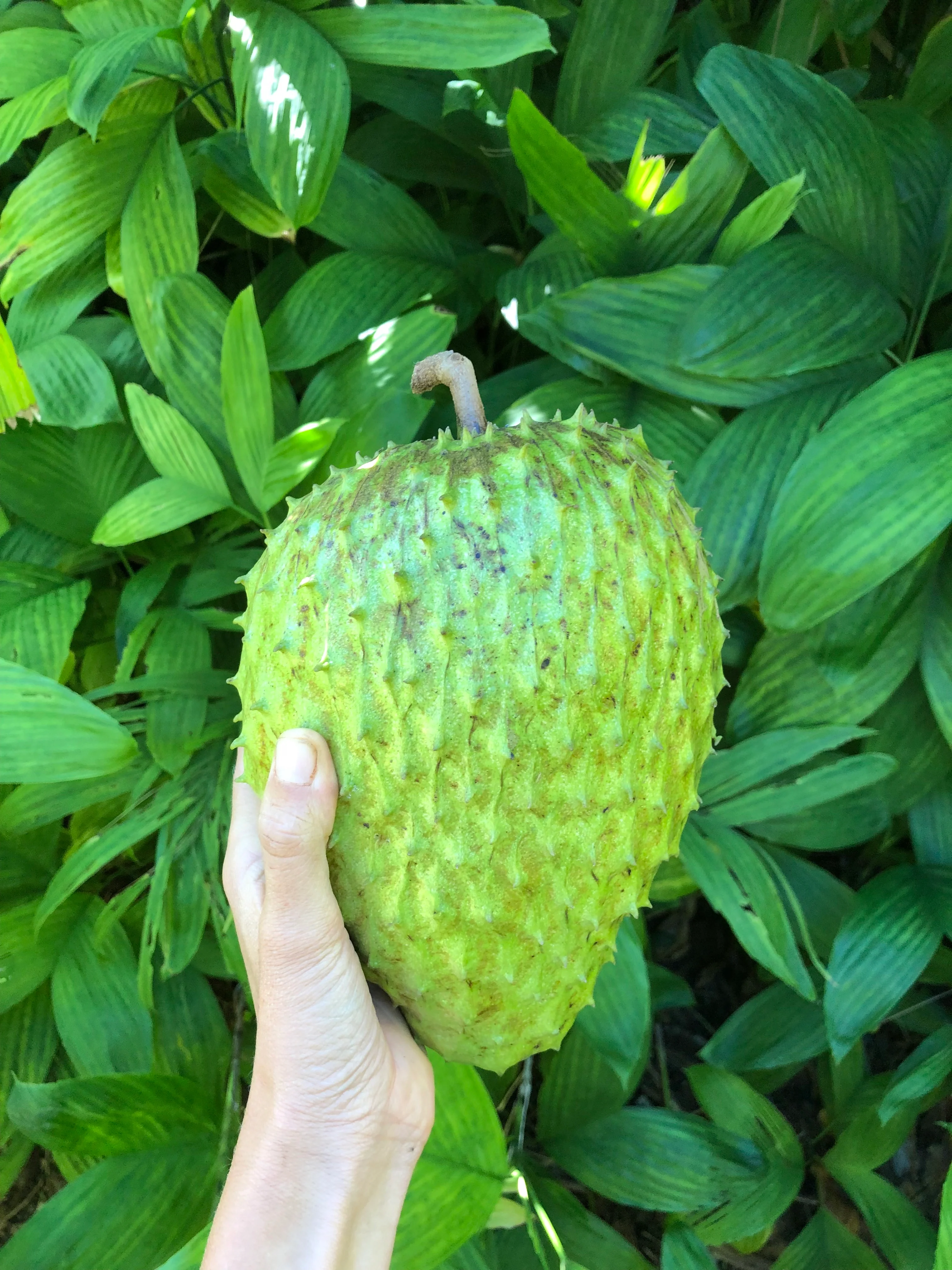 Locally Grown Miami Soursop (Guanabana) *Pre-Order* - Image 8