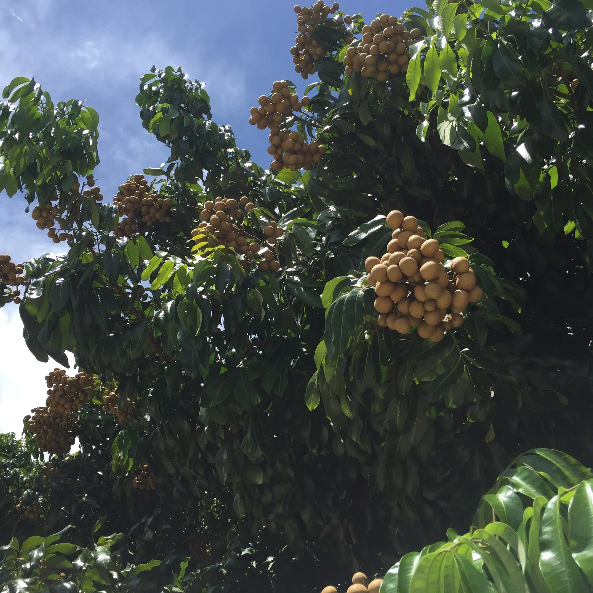 Longan - Image 10