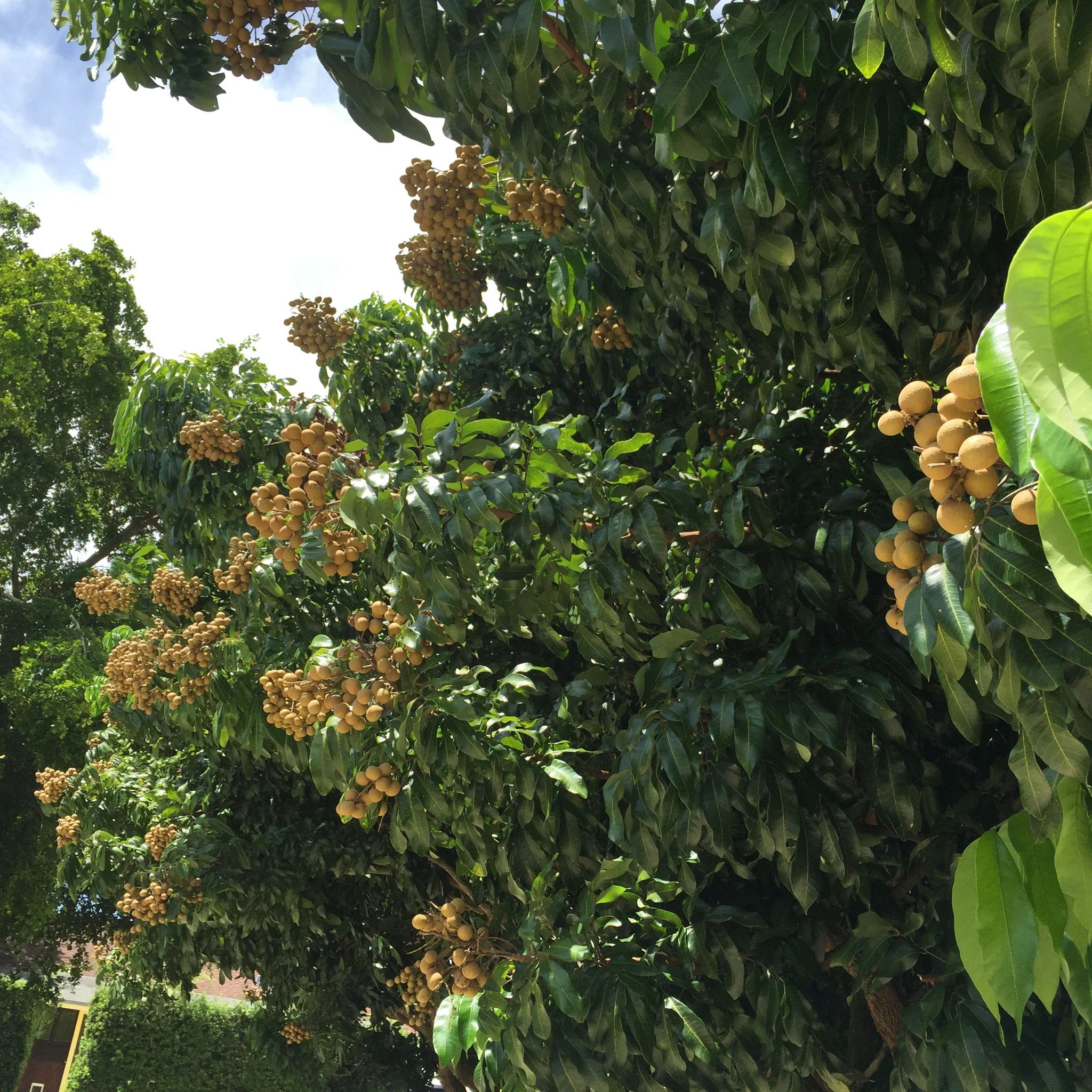 Longan - Image 14