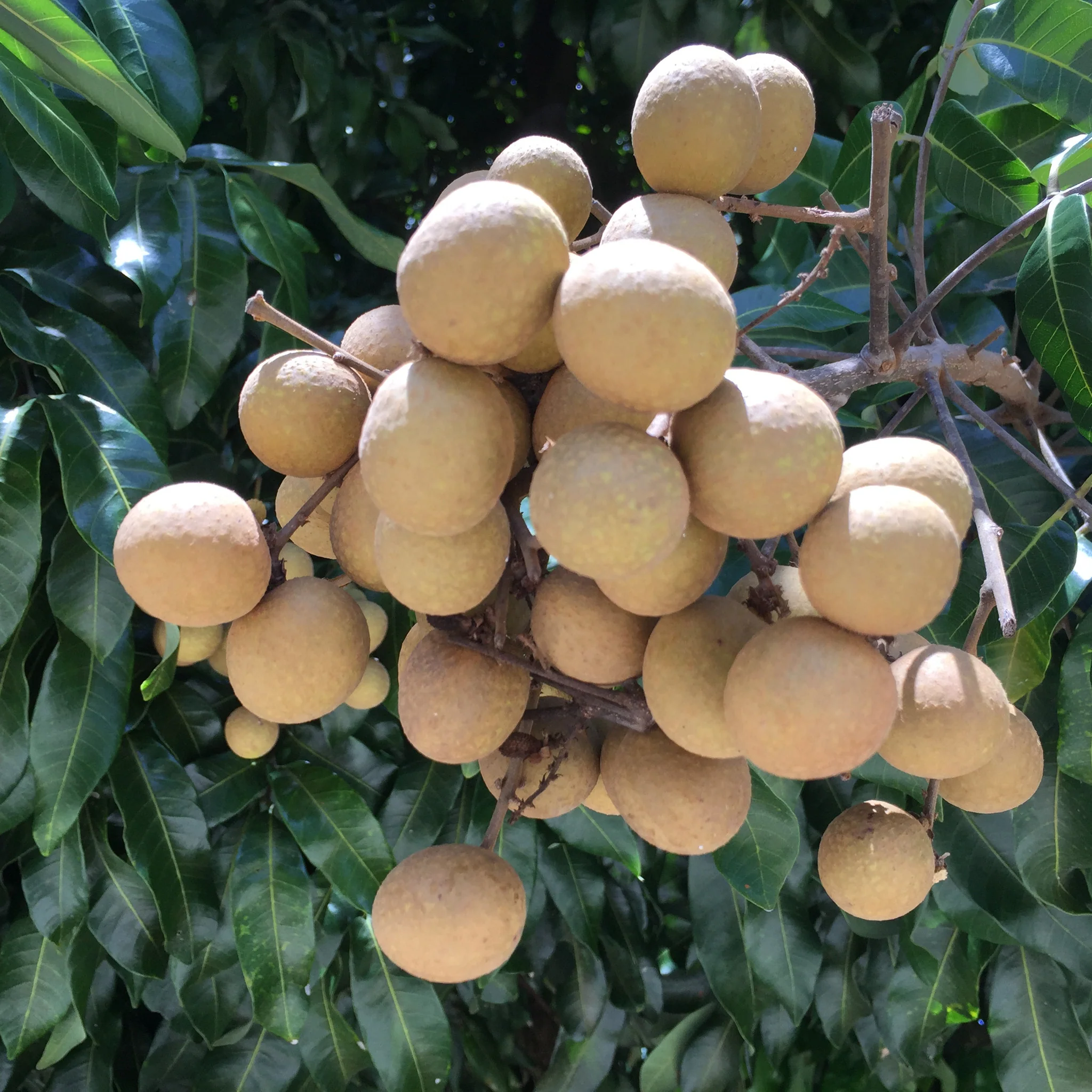 Longan - Image 15