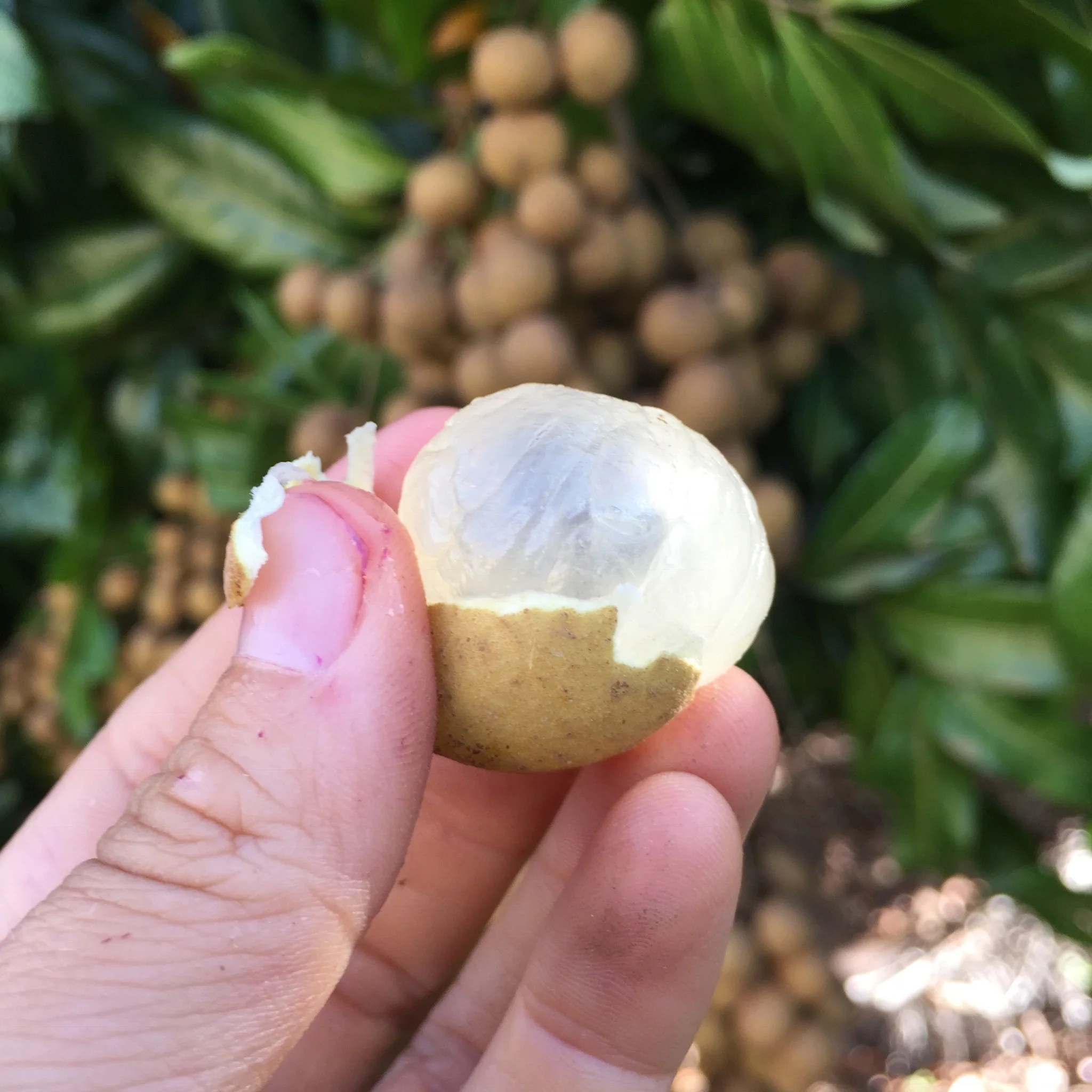 Longan - Image 16