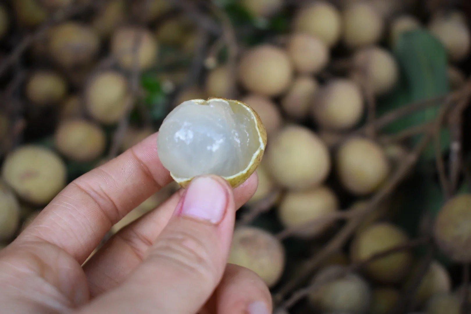 Longan - Image 19
