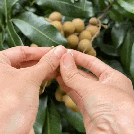 Longan - Image 2