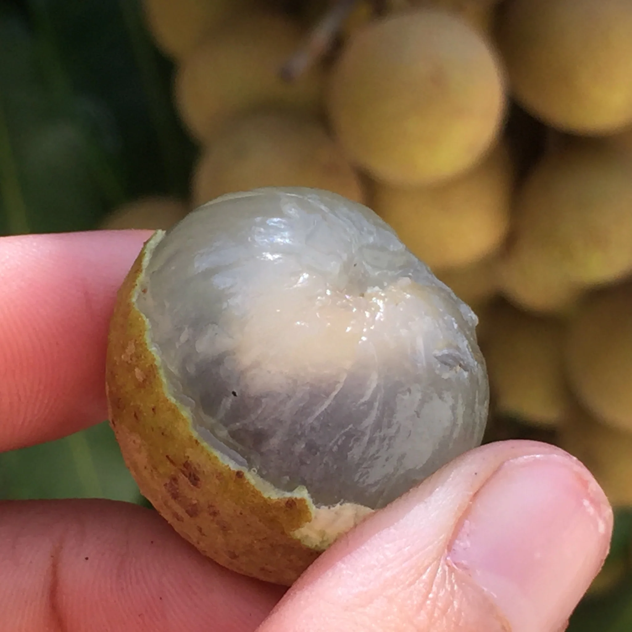 Longan - Image 4