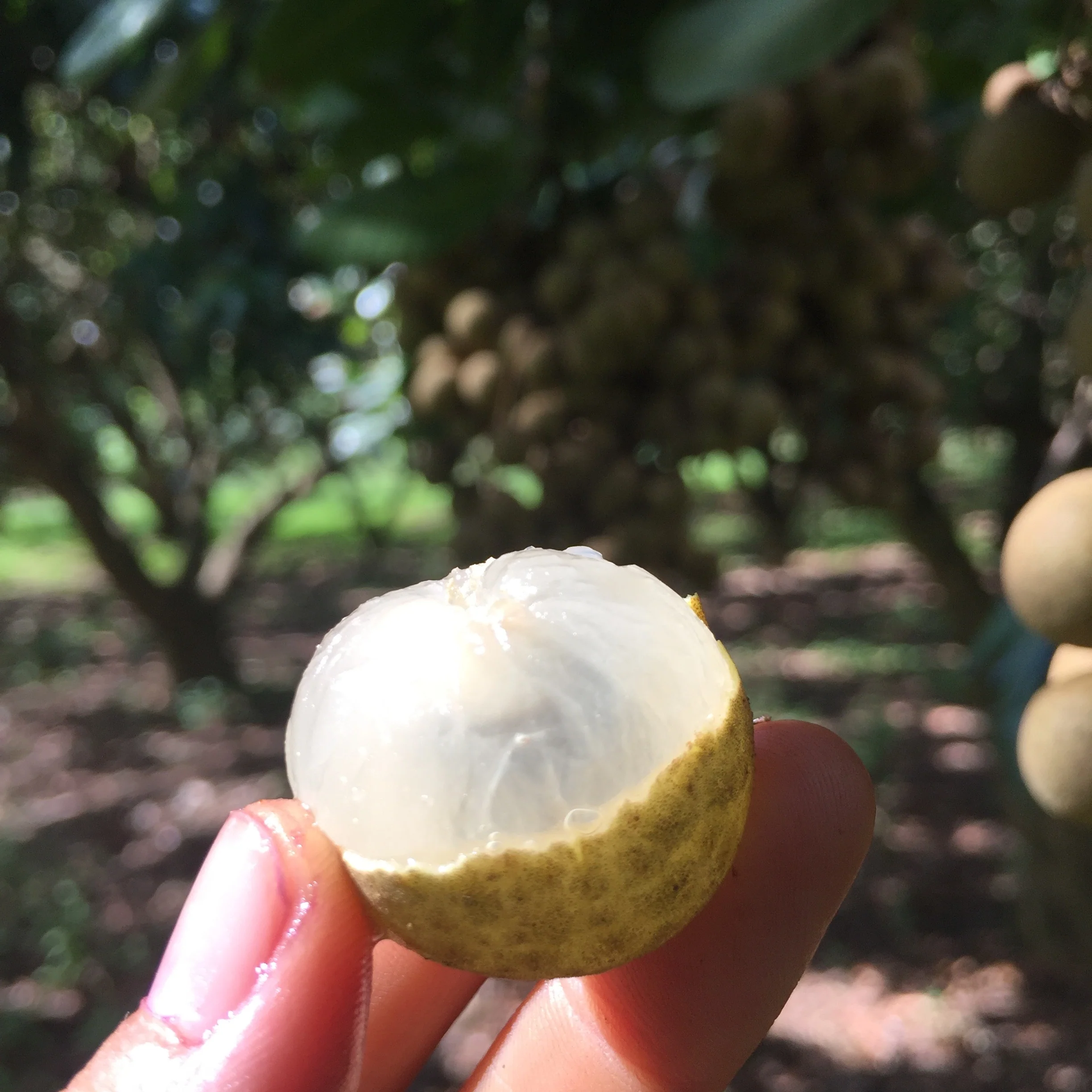 Longan - Image 6
