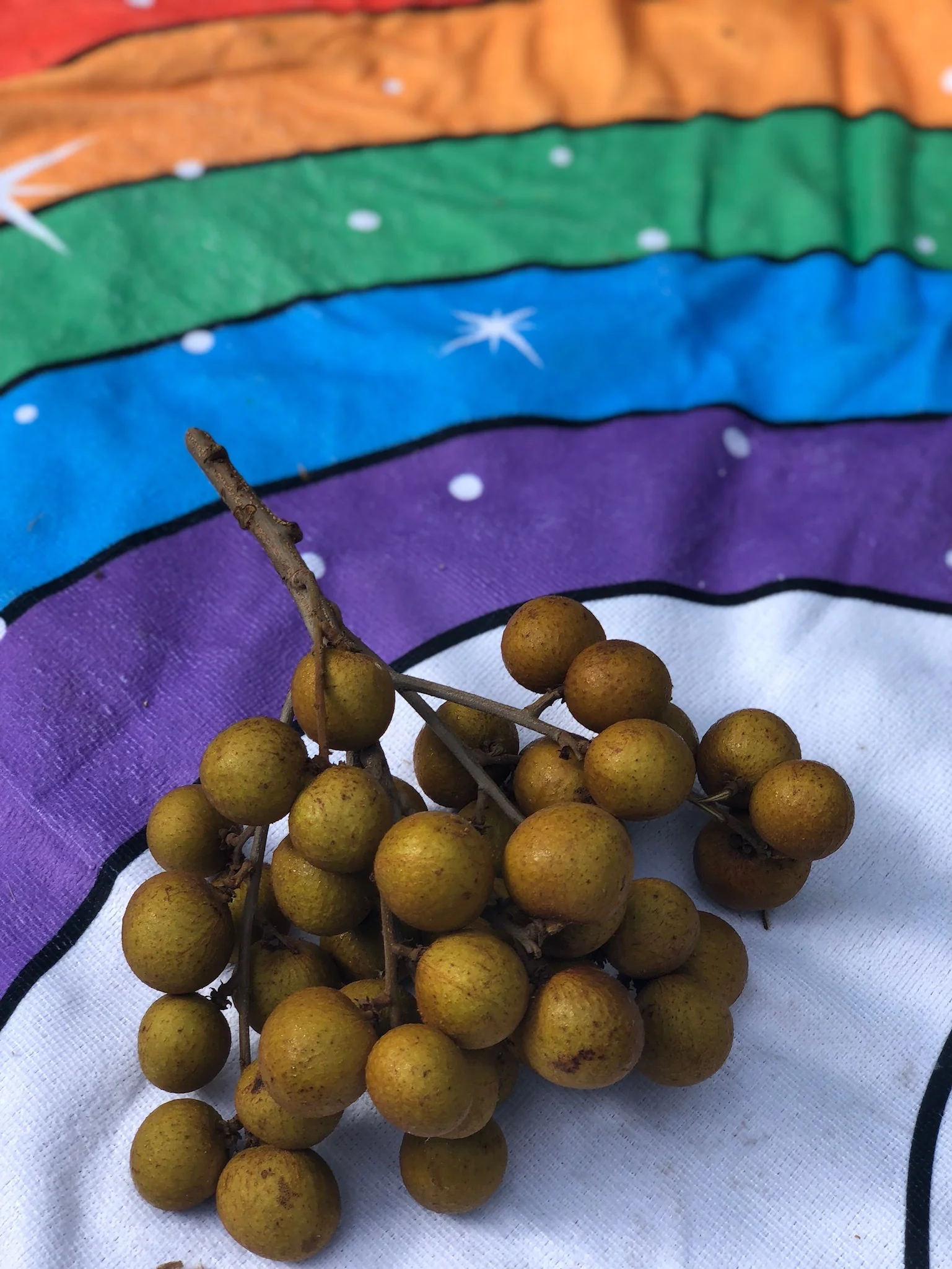 Longan - Image 8