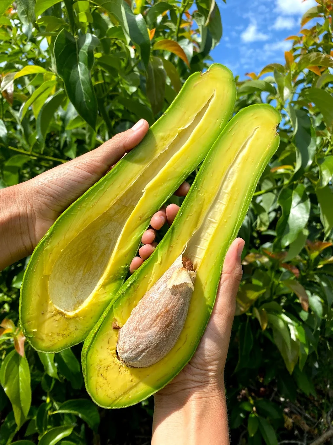 Long Neck Avocado *Pre-Order* - Image 16