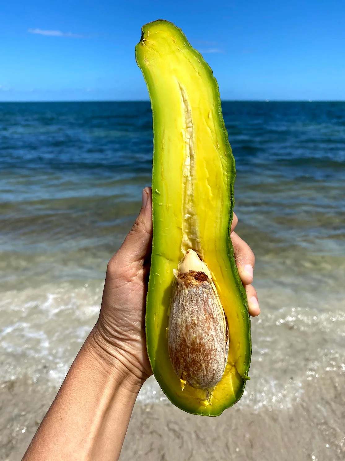 Long Neck Avocado *Pre-Order* - Image 9