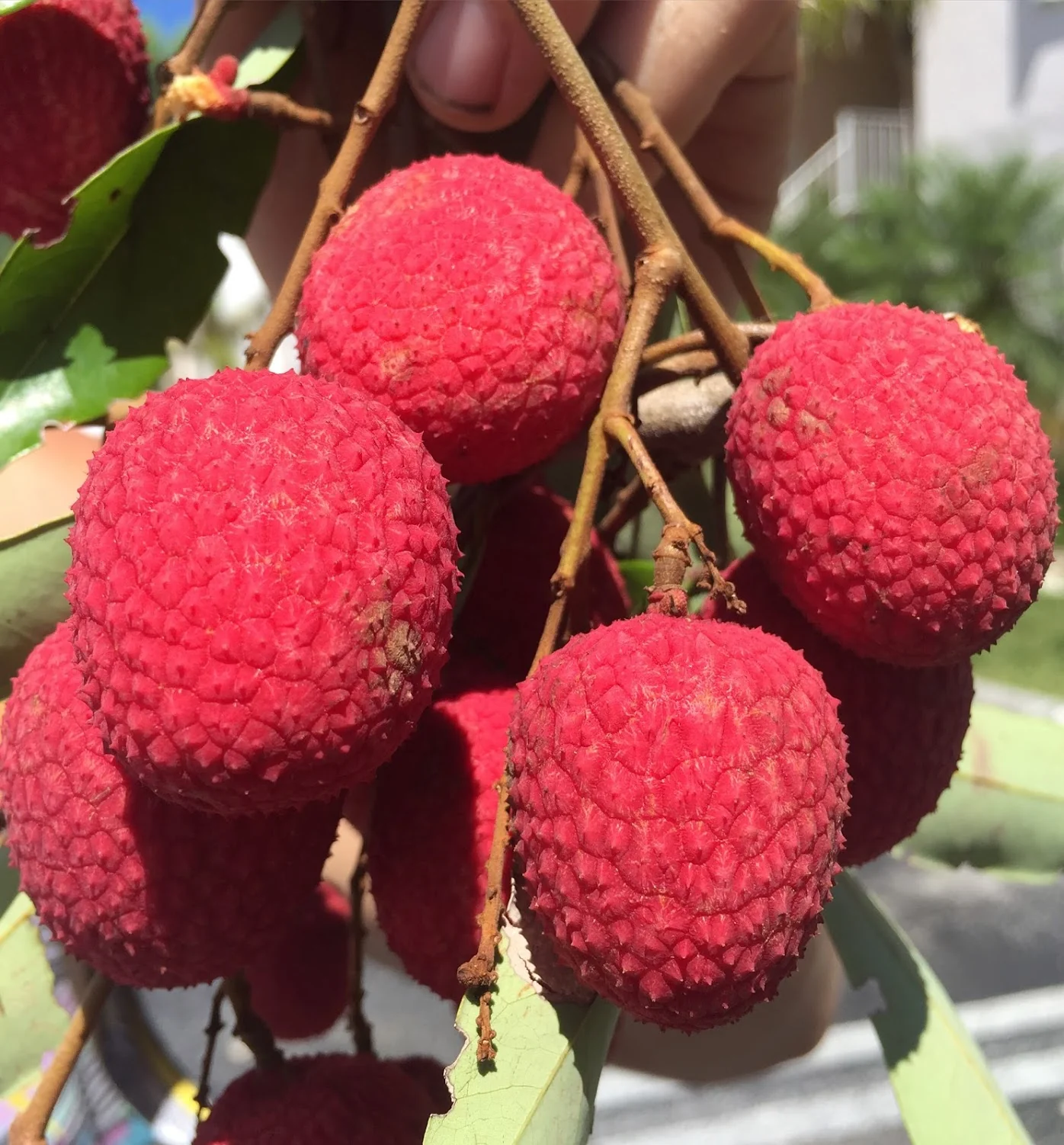 Lychee - Brewster Variety *Pre-Order* - Image 4