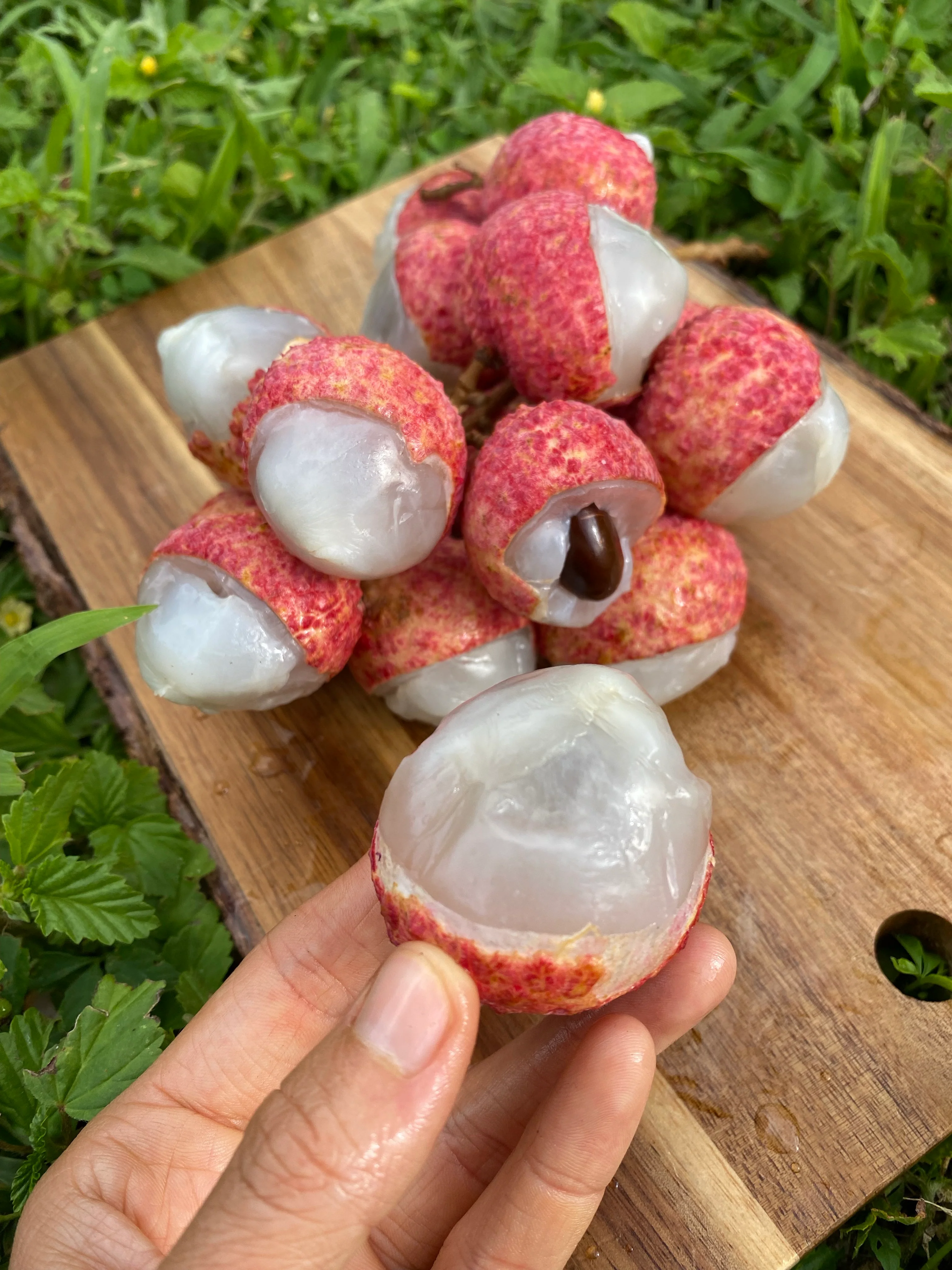 Lychee - Emperor Variety *Pre-Order* - Image 13