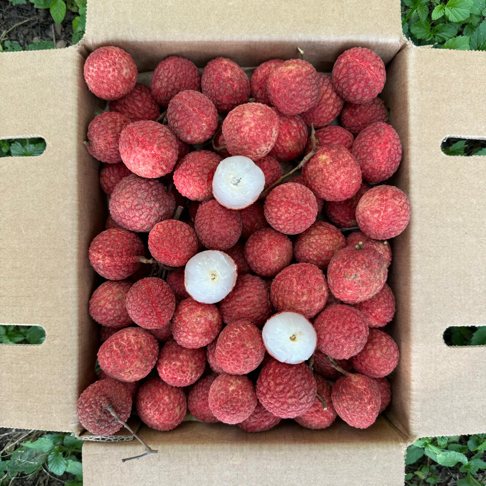 Lychee - Emperor Variety *Pre-Order* - Image 3