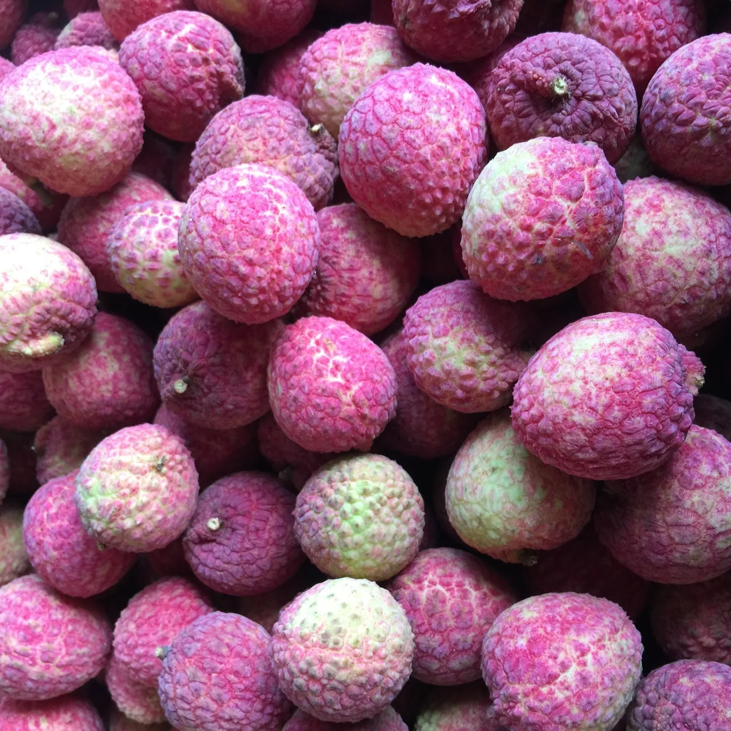 Lychee - Emperor Variety *Pre-Order* - Image 4