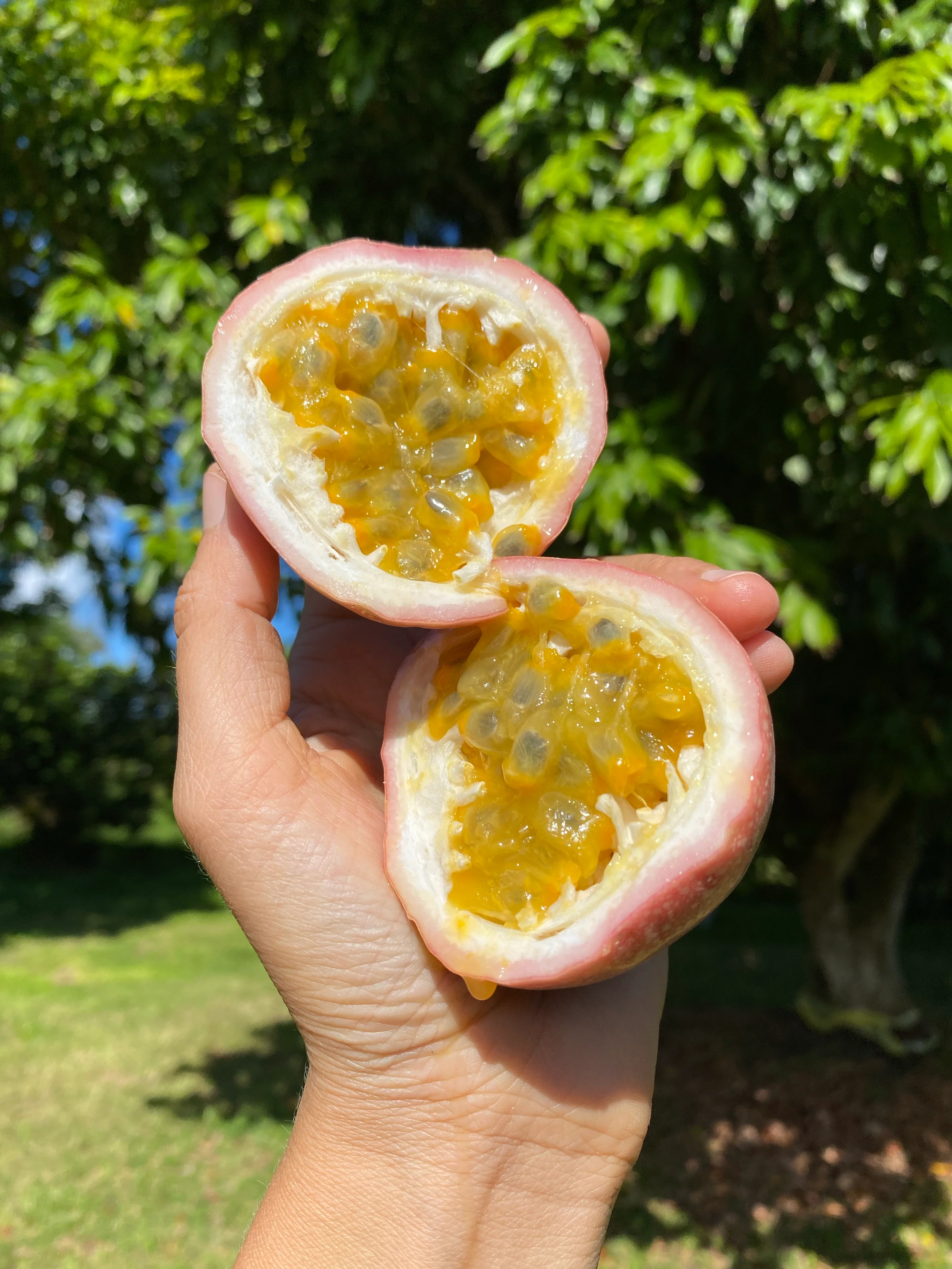Pink "Lychee" Passionfruit (Lilikoi) *Pre-Order* - Image 6