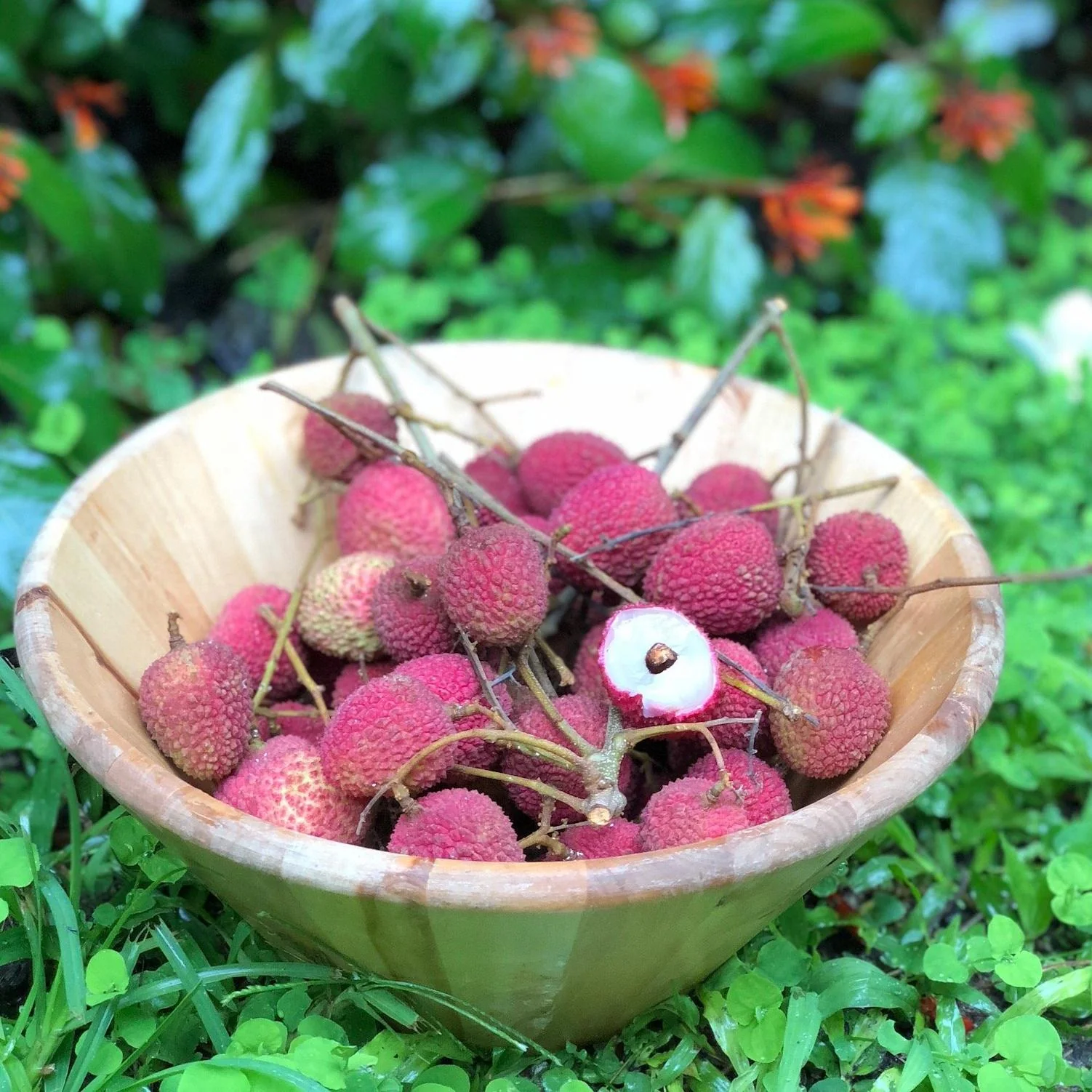 Lychee - Sweetheart Variety *Pre-Order* - Image 3