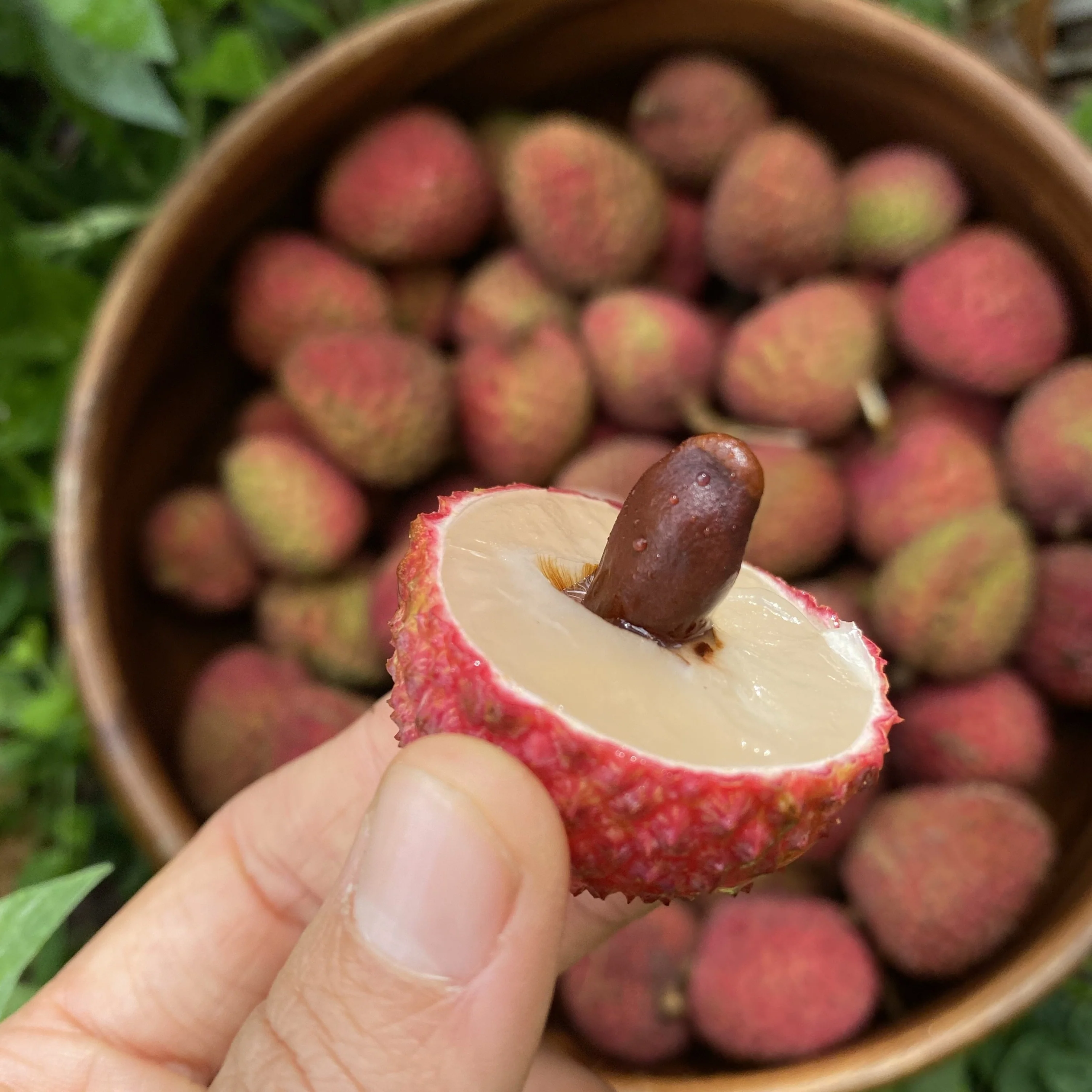 Lychee - Sweetheart Variety *Pre-Order* - Image 4