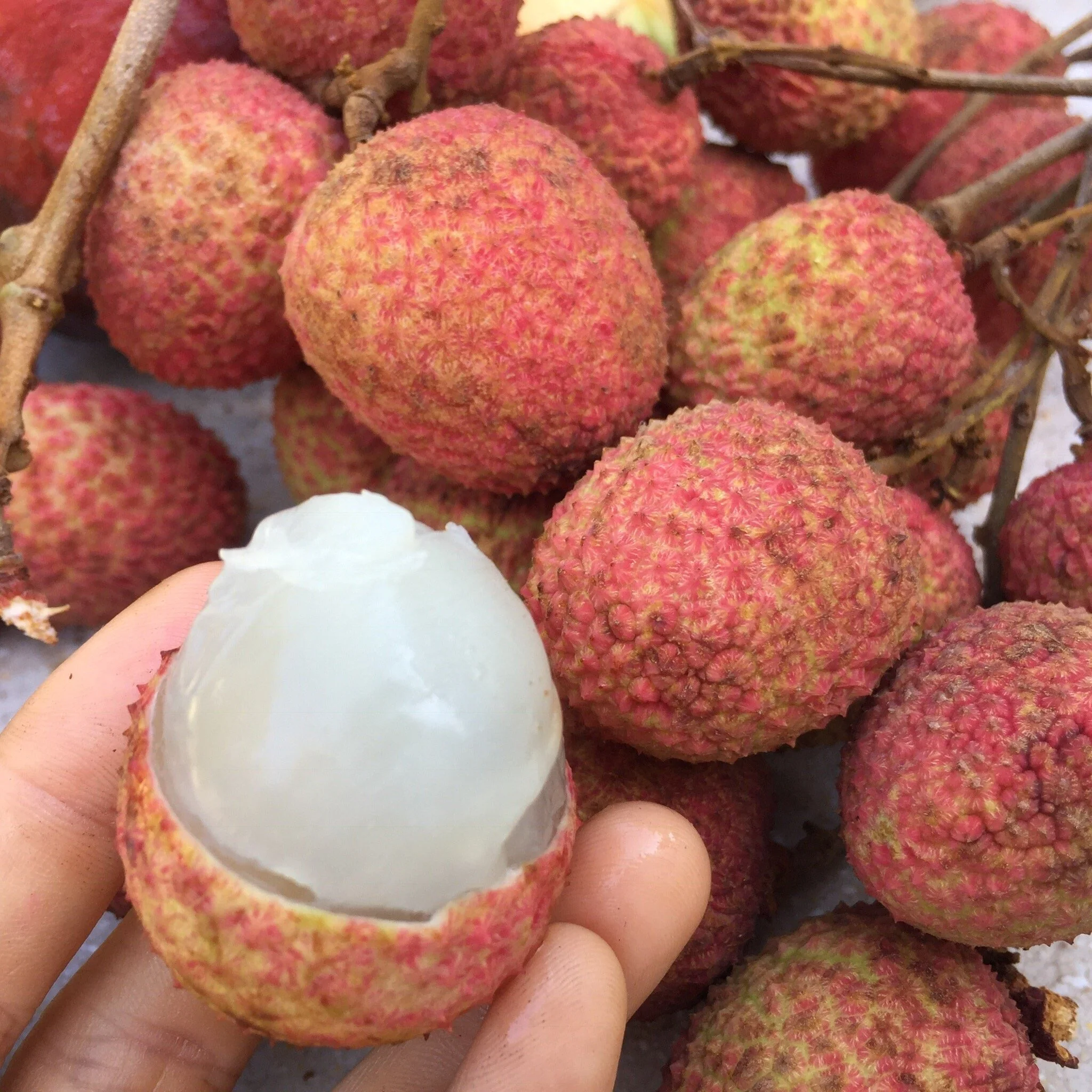 Lychee - Mauritius Variety *Pre-Order* - Image 10