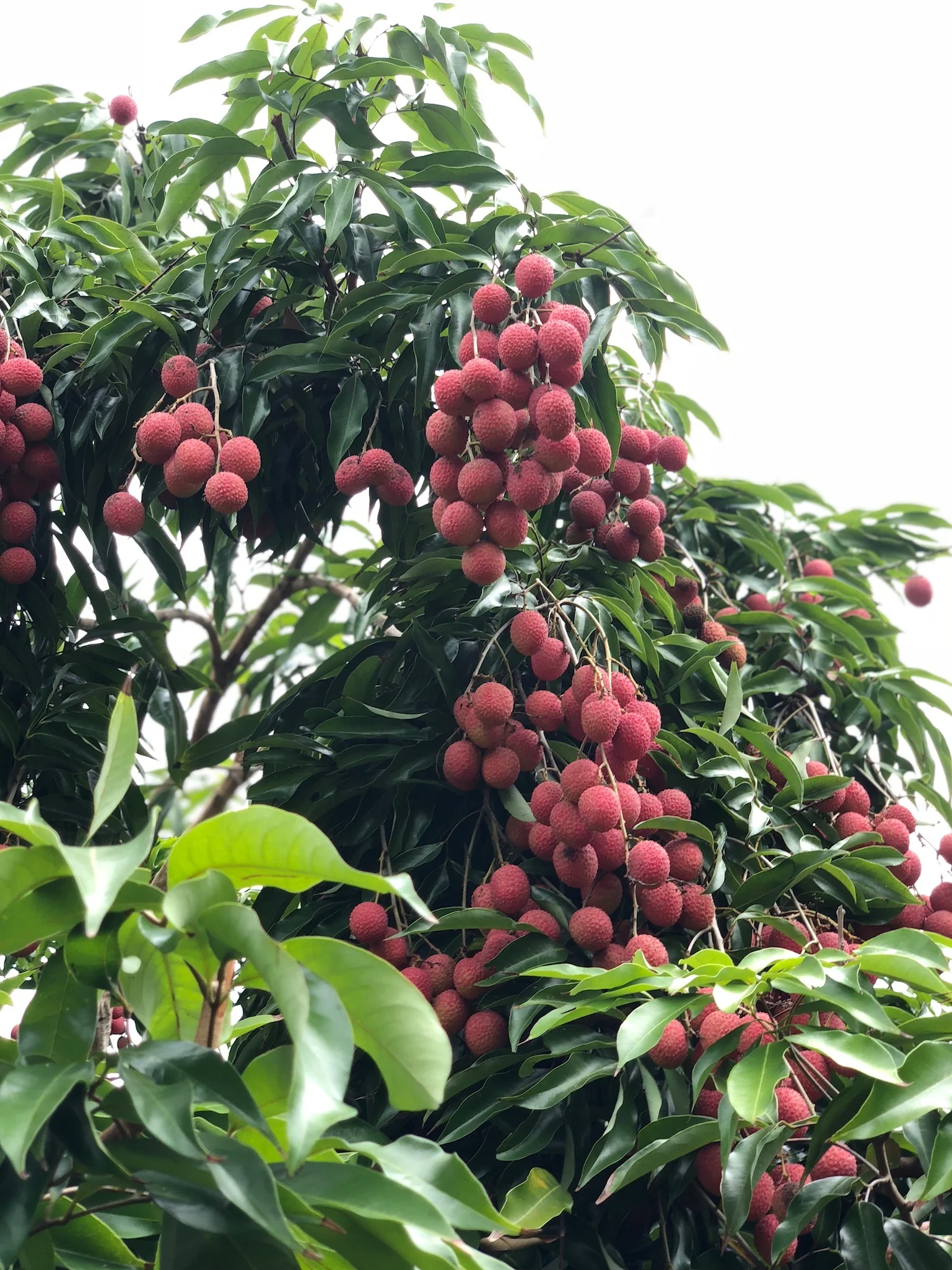 Lychee - Mauritius Variety *Pre-Order* - Image 11