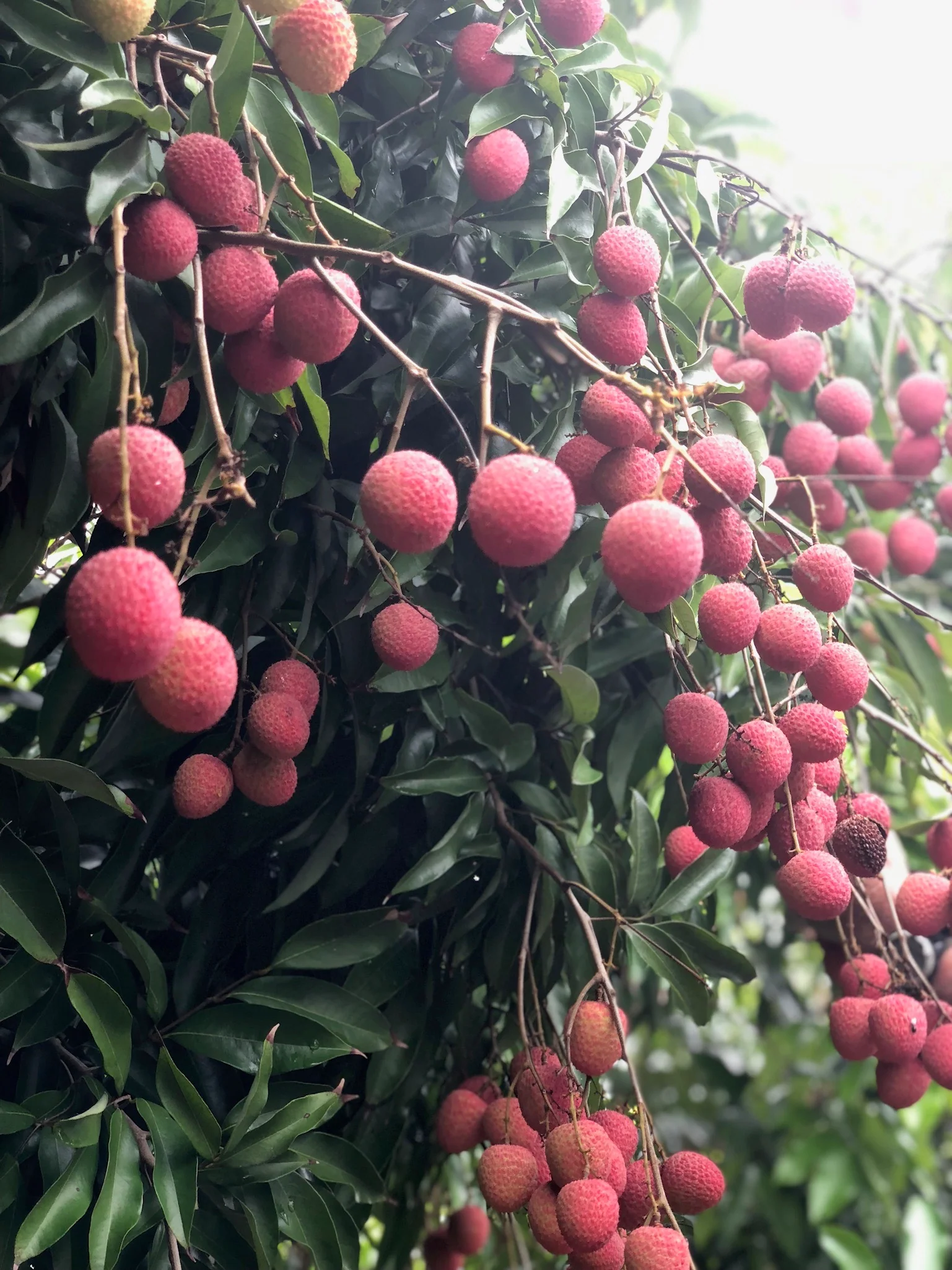Lychee - Mauritius Variety *Pre-Order* - Image 12