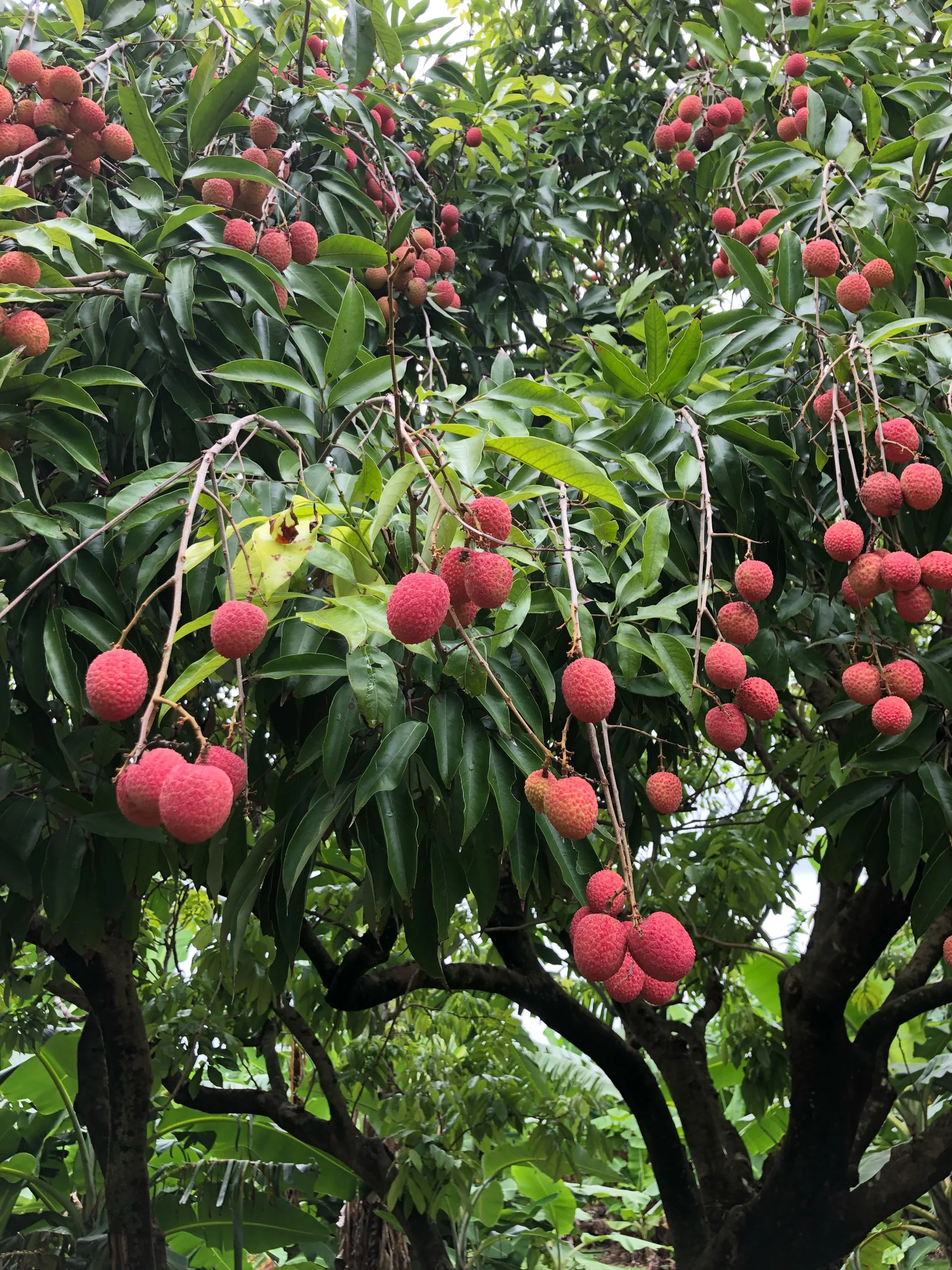 Lychee - Mauritius Variety *Pre-Order* - Image 13
