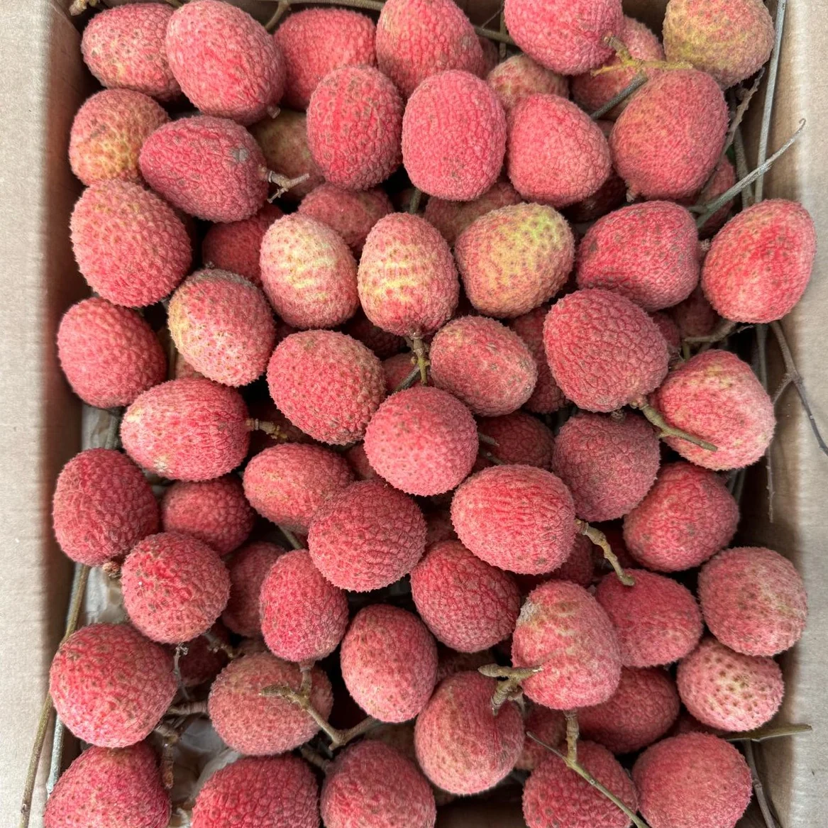 Lychee - Mauritius Variety *Pre-Order* - Image 3
