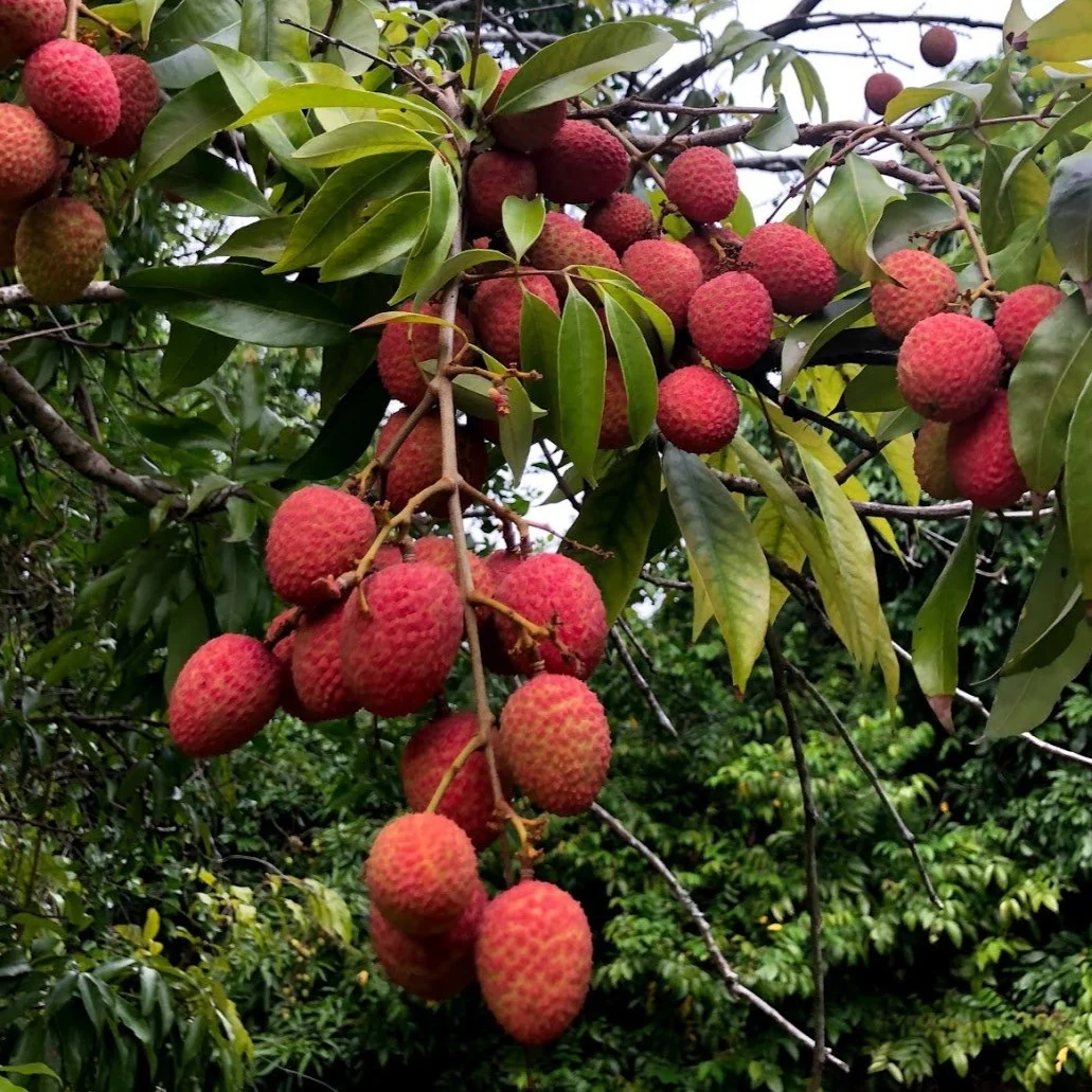 Lychee - Mauritius Variety *Pre-Order* - Image 4