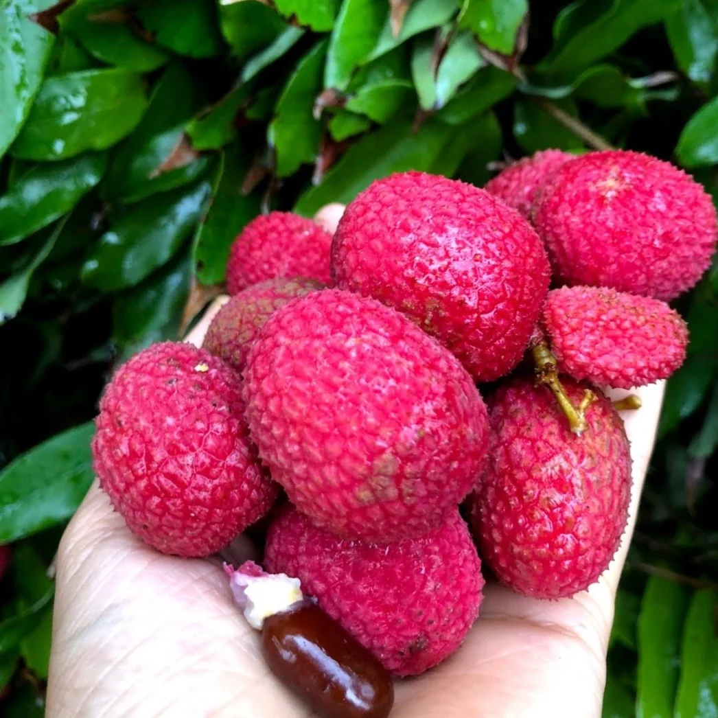 Lychee - Mauritius Variety *Pre-Order* - Image 5