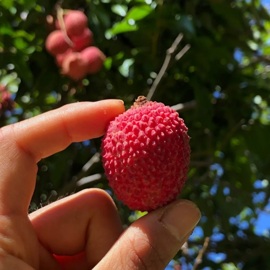 Lychee - Mauritius Variety *Pre-Order* - Image 6